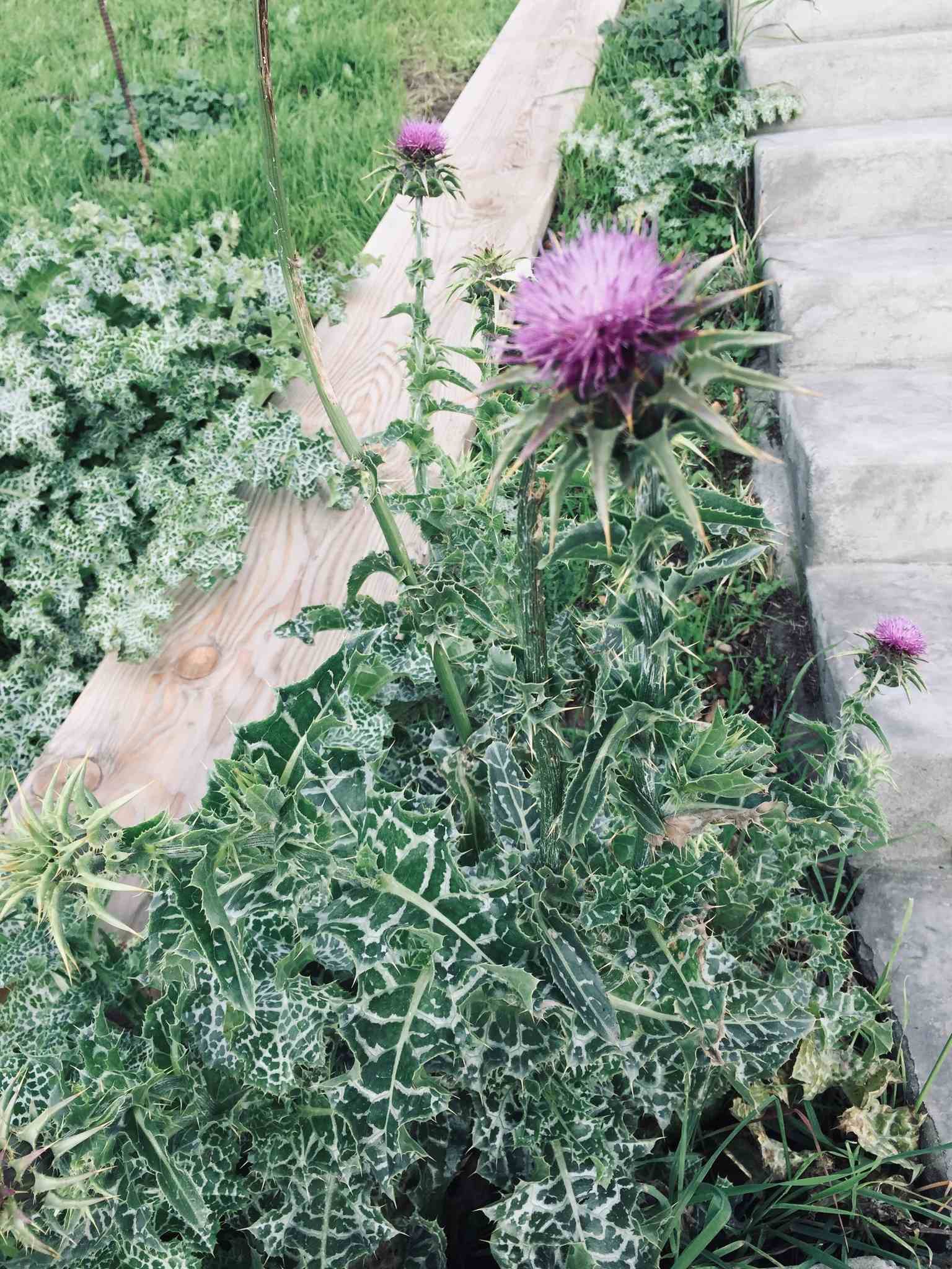 Silybum marianum