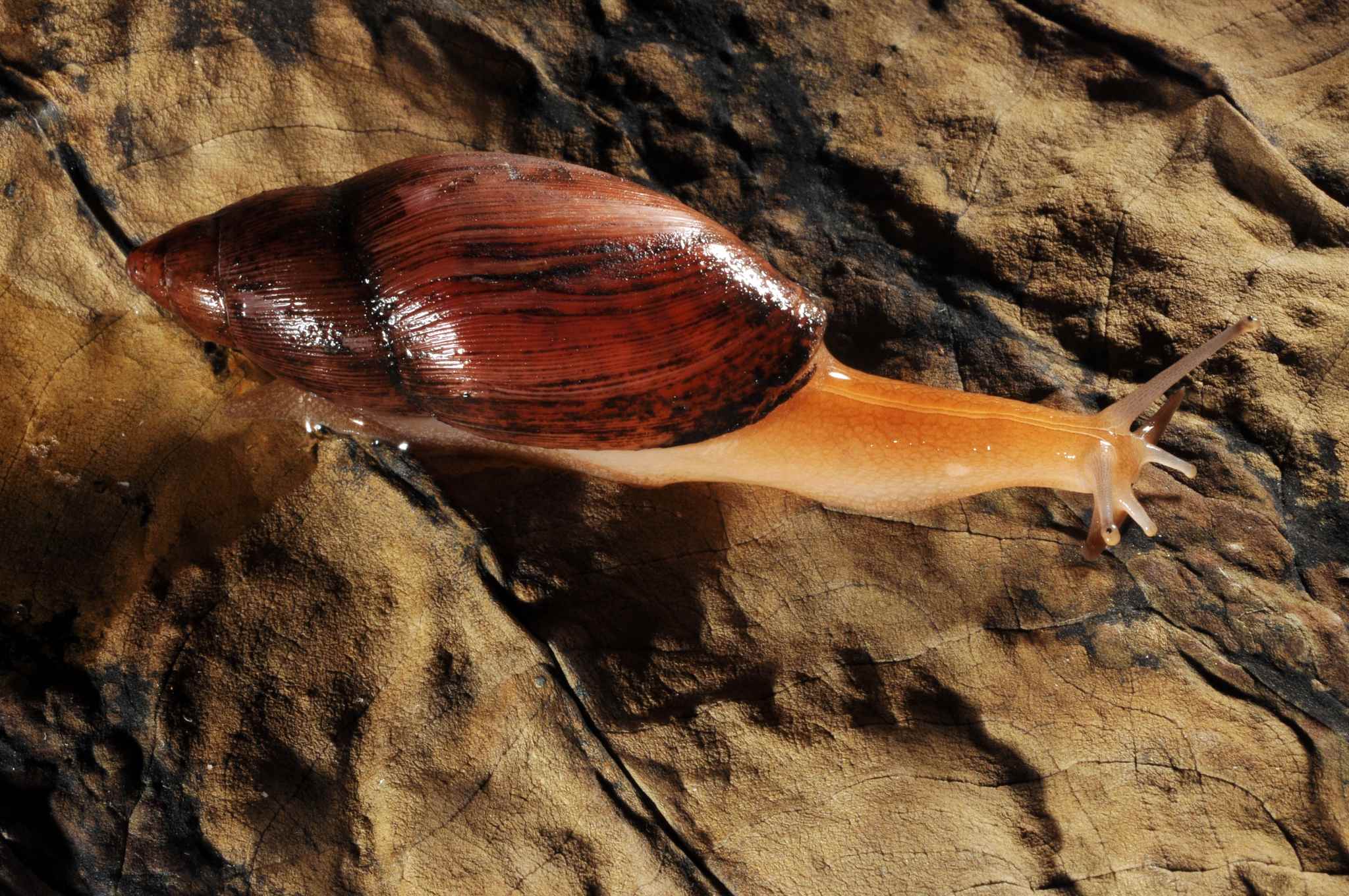 Euglandina rosea