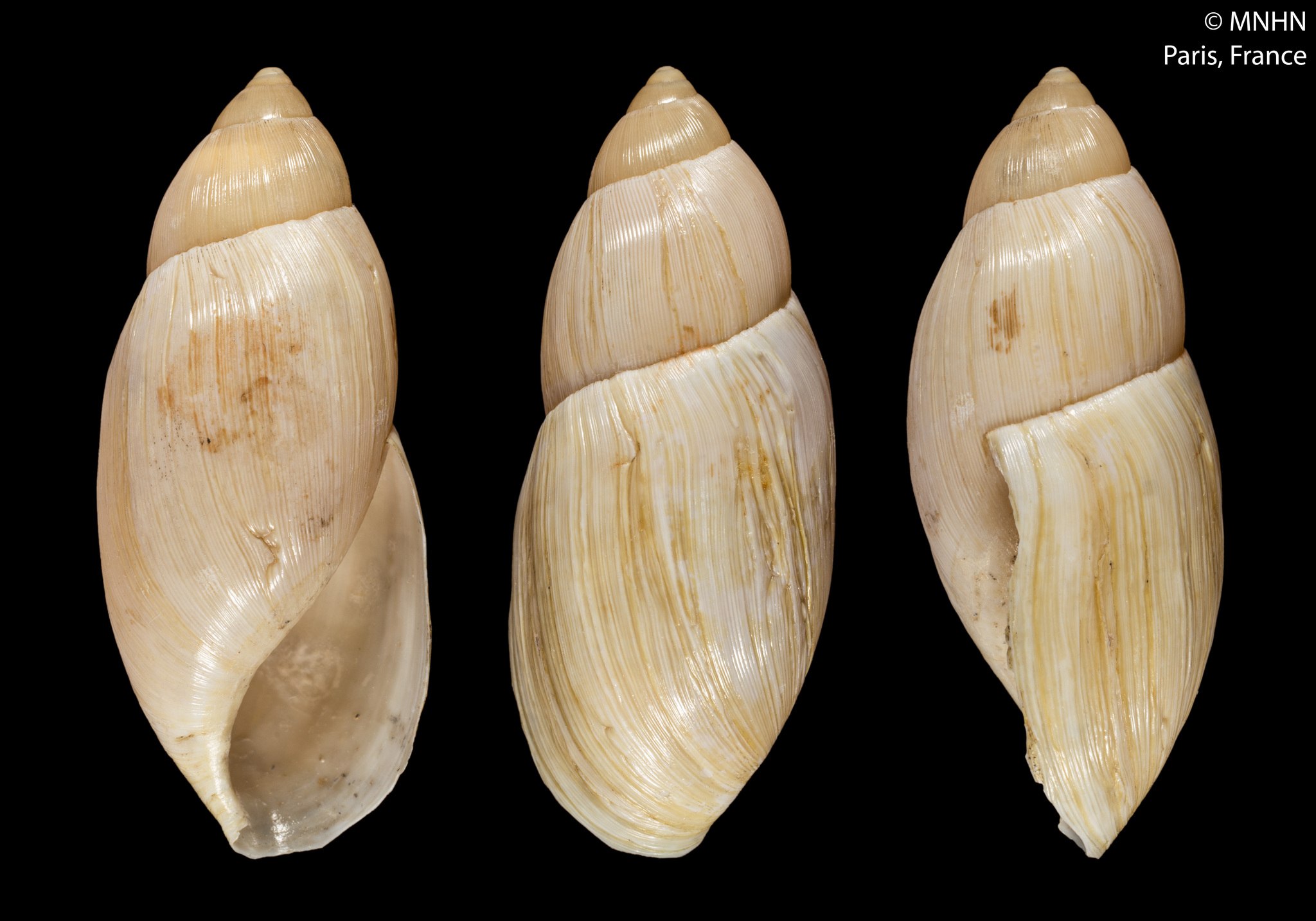 Euglandina rosea