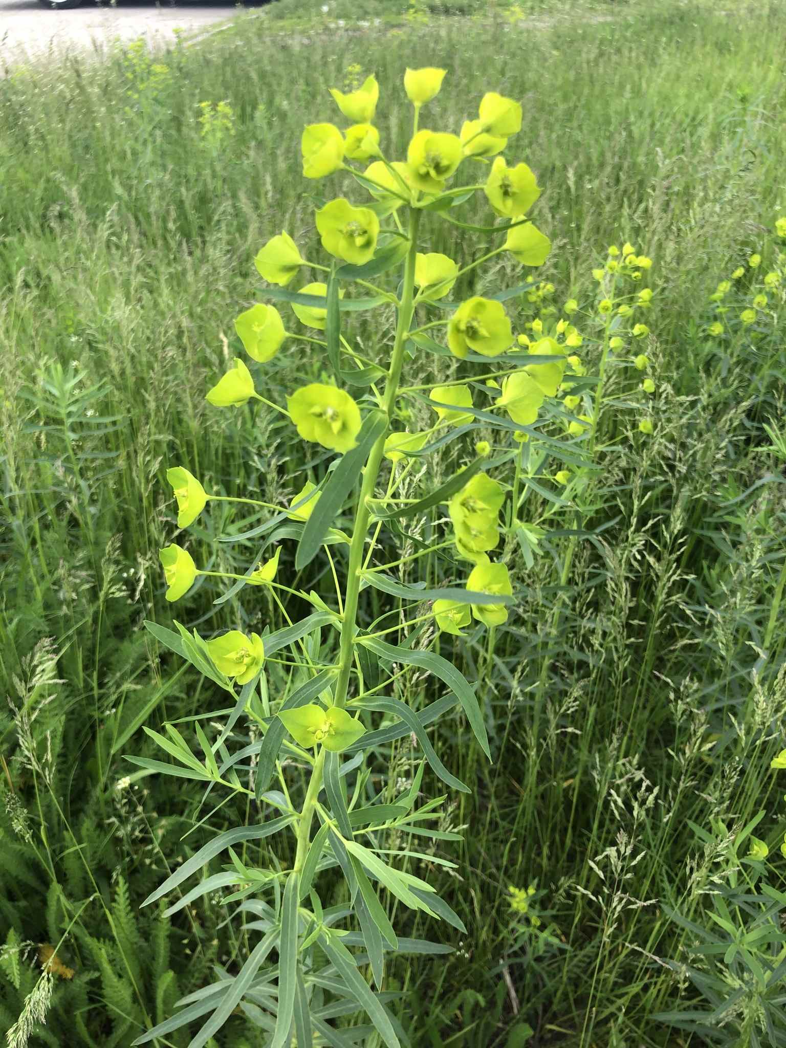 Euphorbia esula