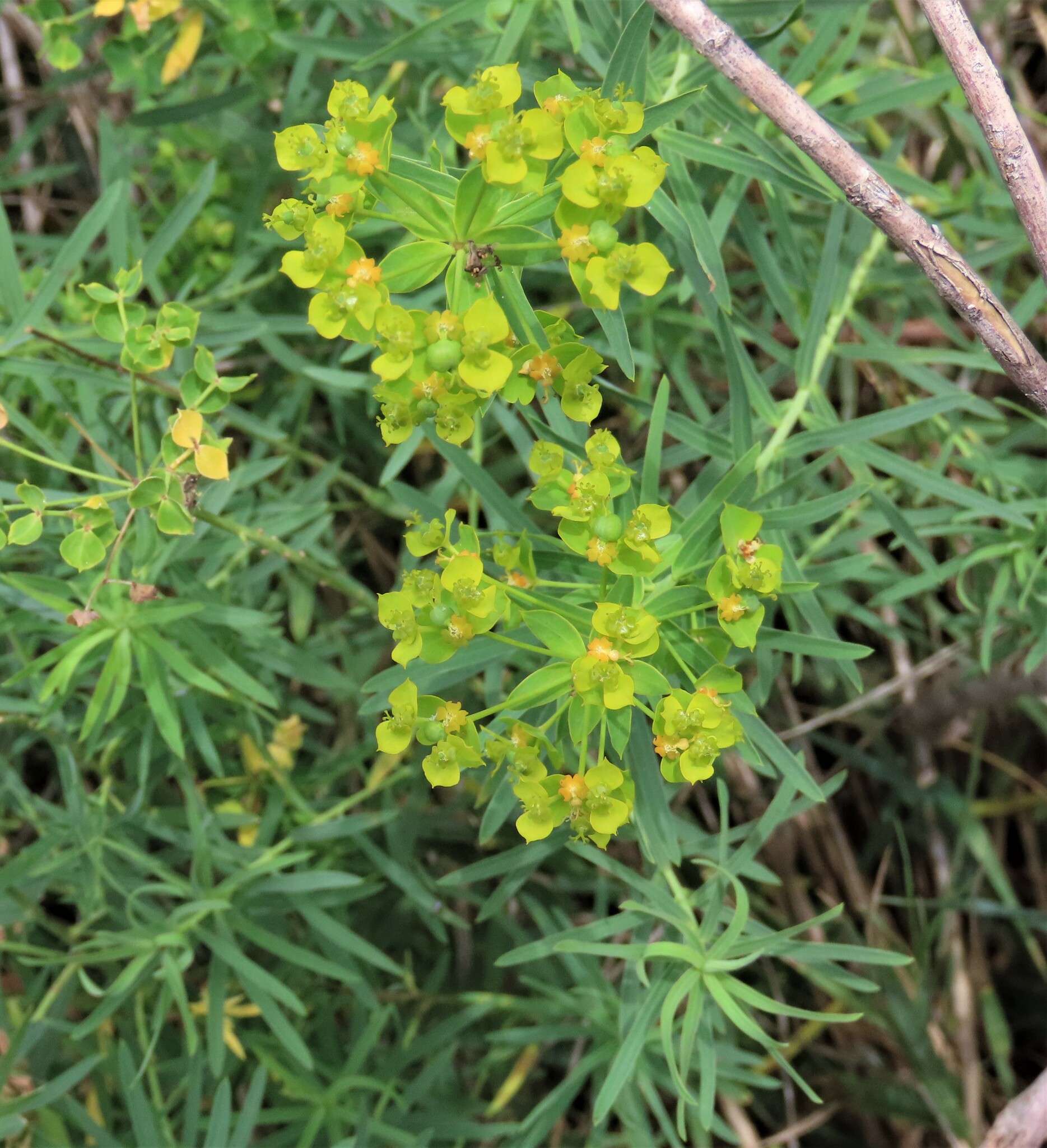 Euphorbia esula