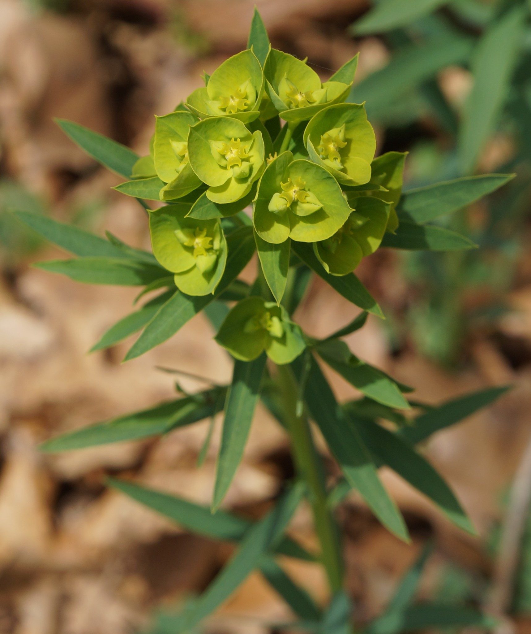 Euphorbia esula