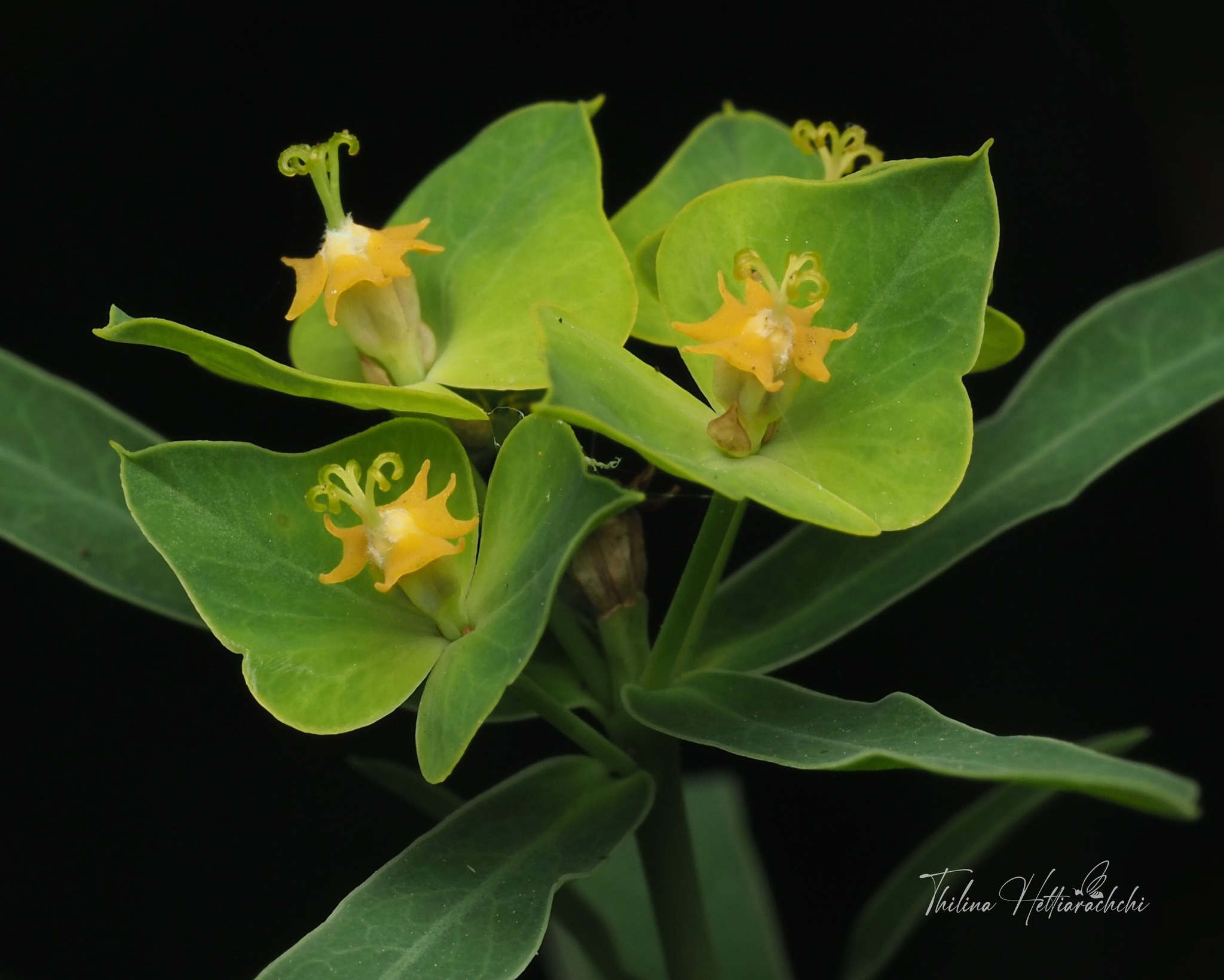 Euphorbia esula