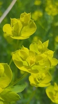 Euphorbia esula