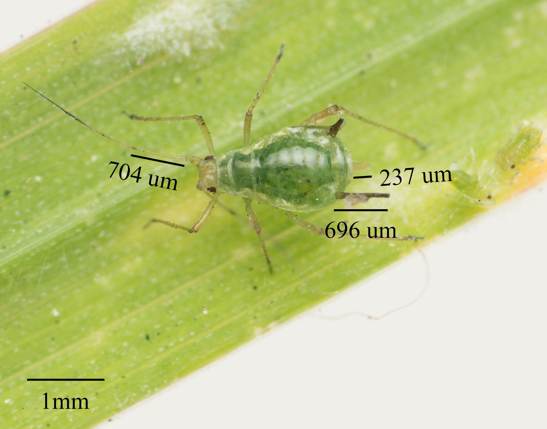Sitobion fragariae