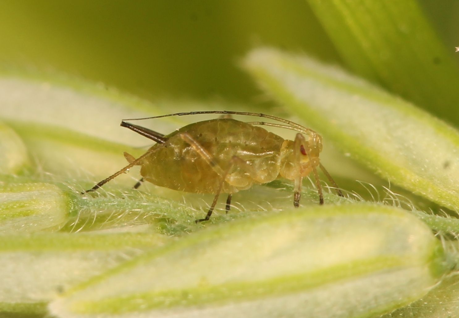 Sitobion fragariae