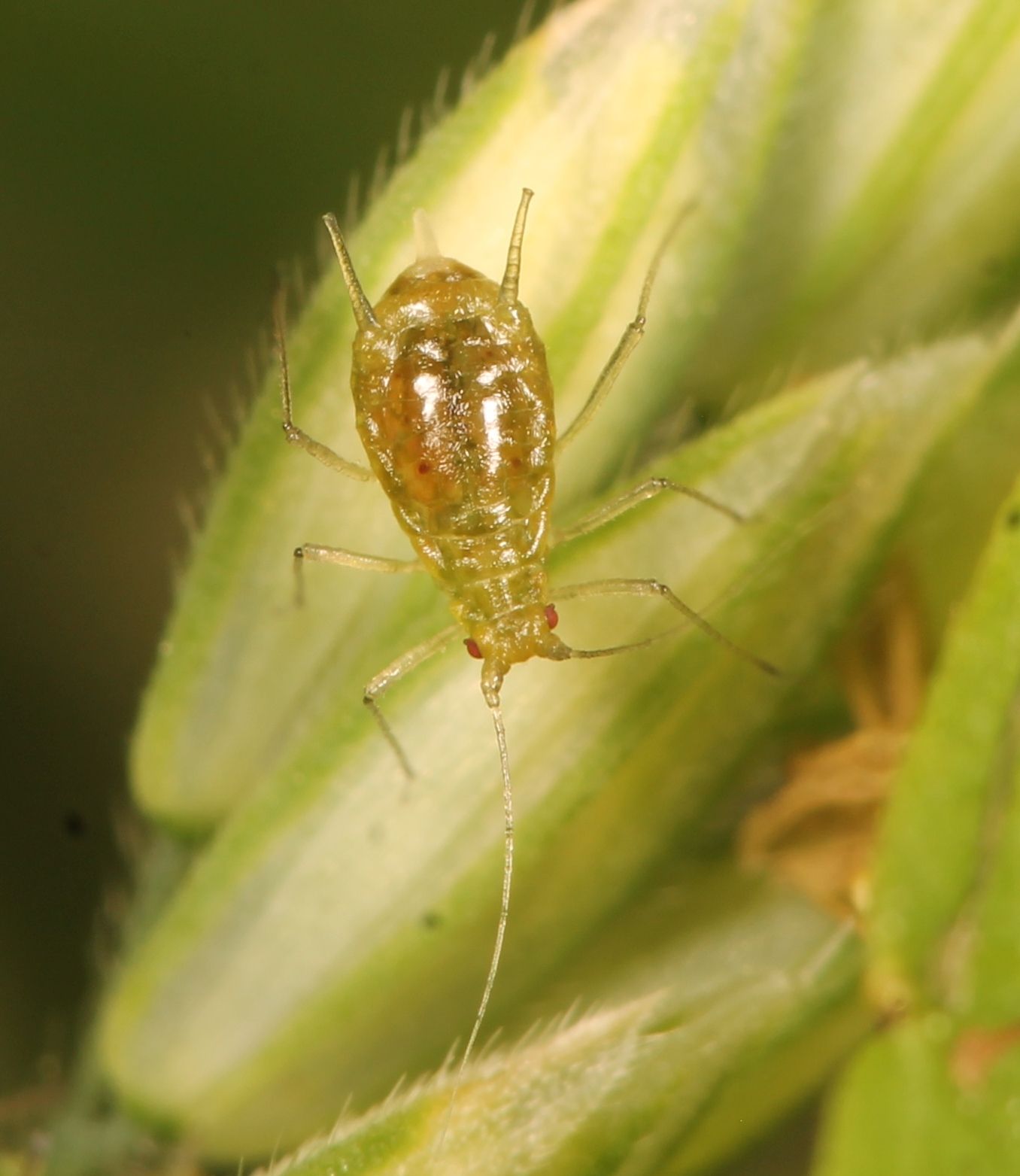 Sitobion fragariae
