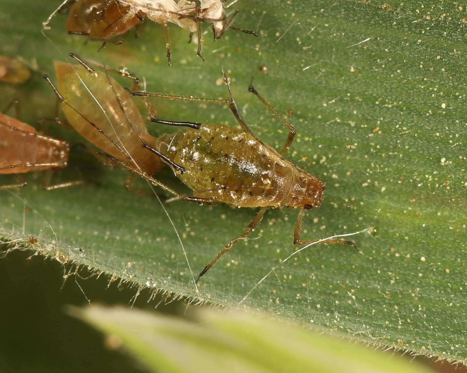 Sitobion fragariae