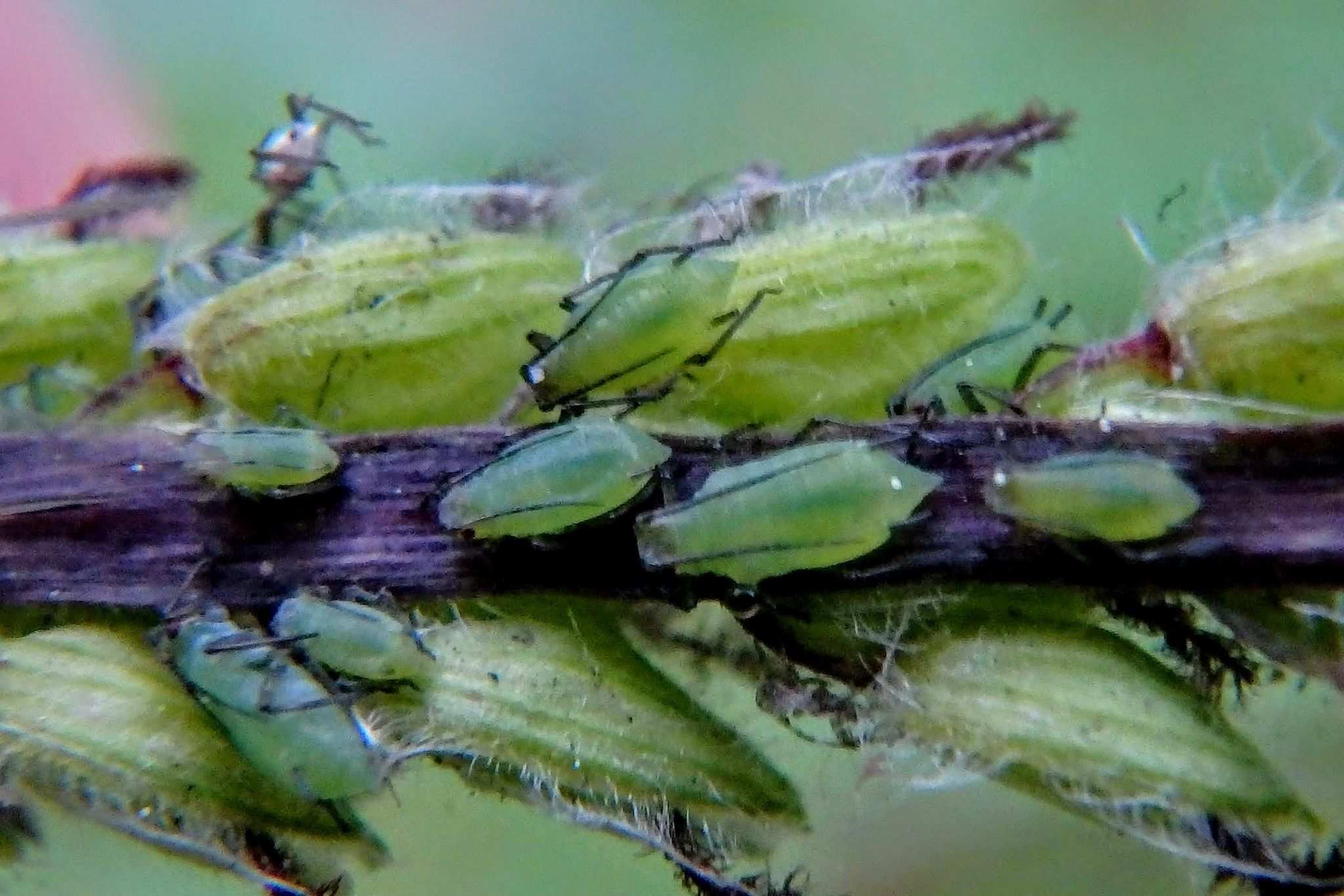 Sitobion fragariae