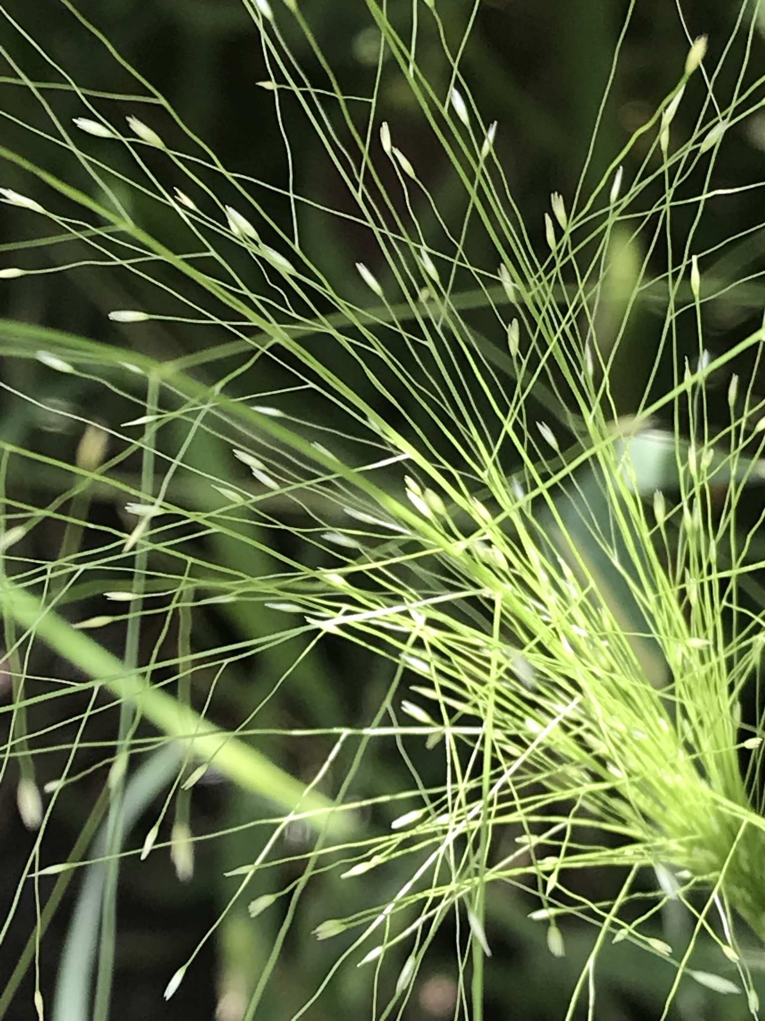 Panicum capillare