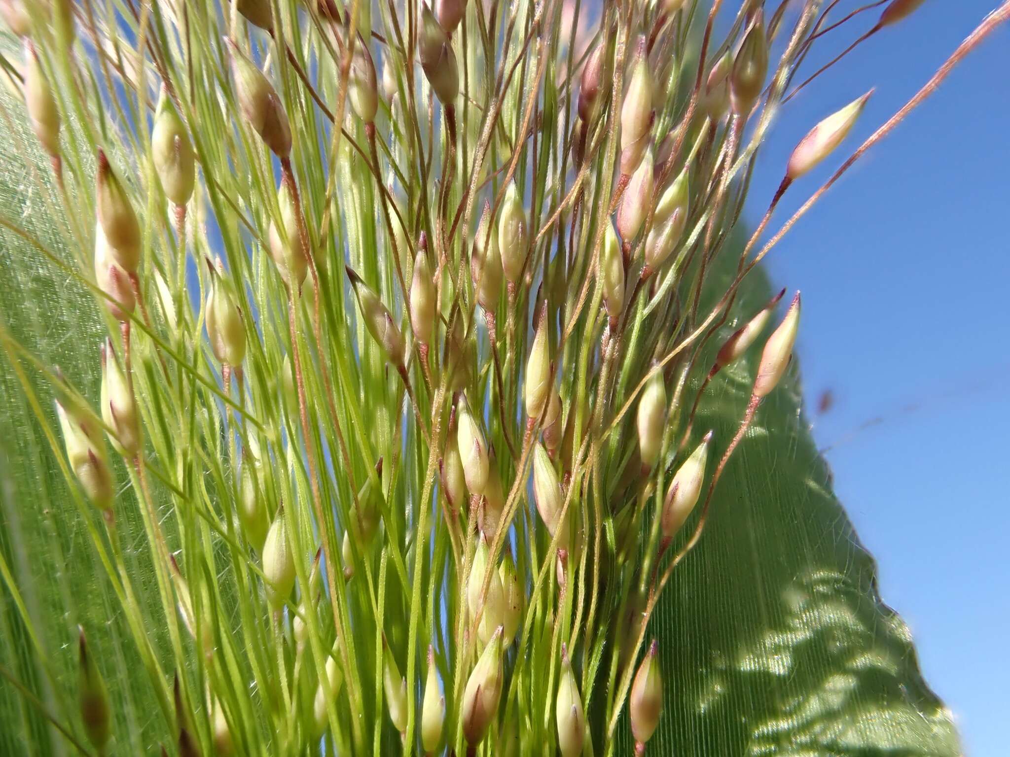 Panicum capillare