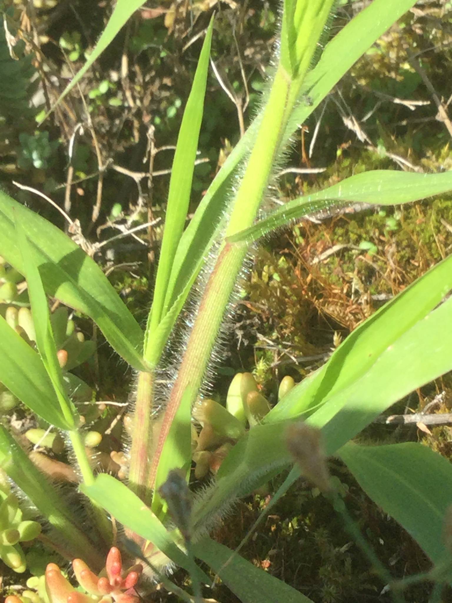 Panicum capillare