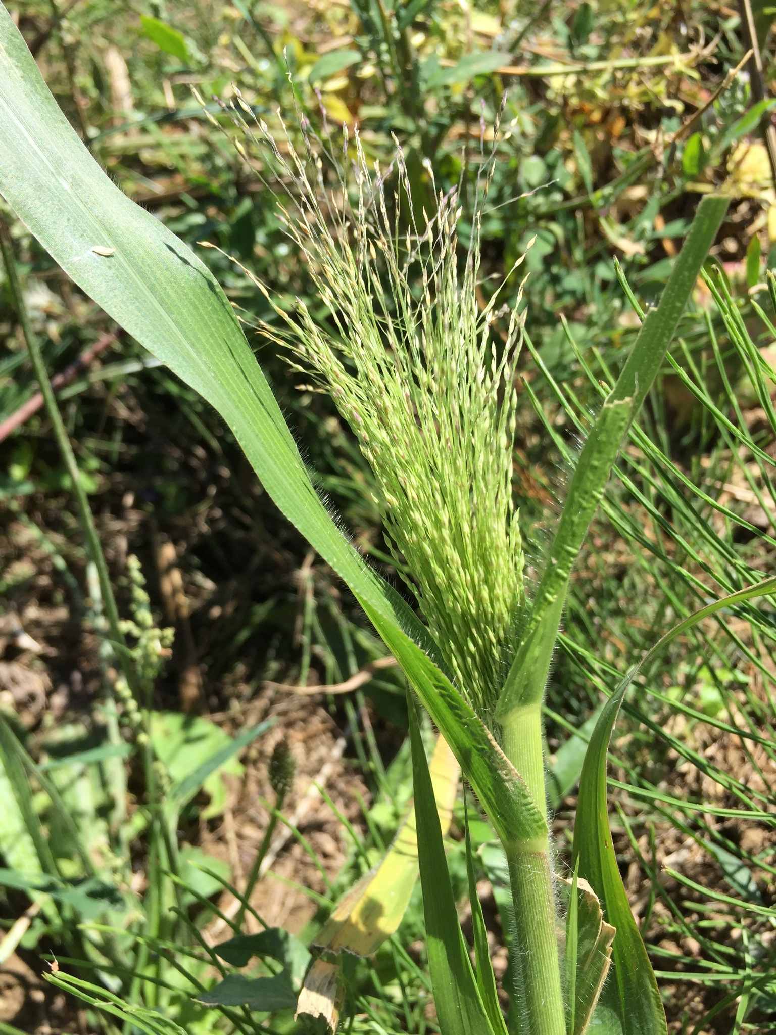 Panicum capillare