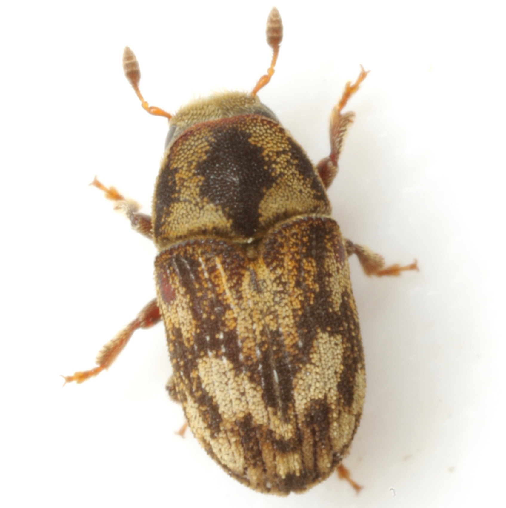 Hylesinus aculeatus