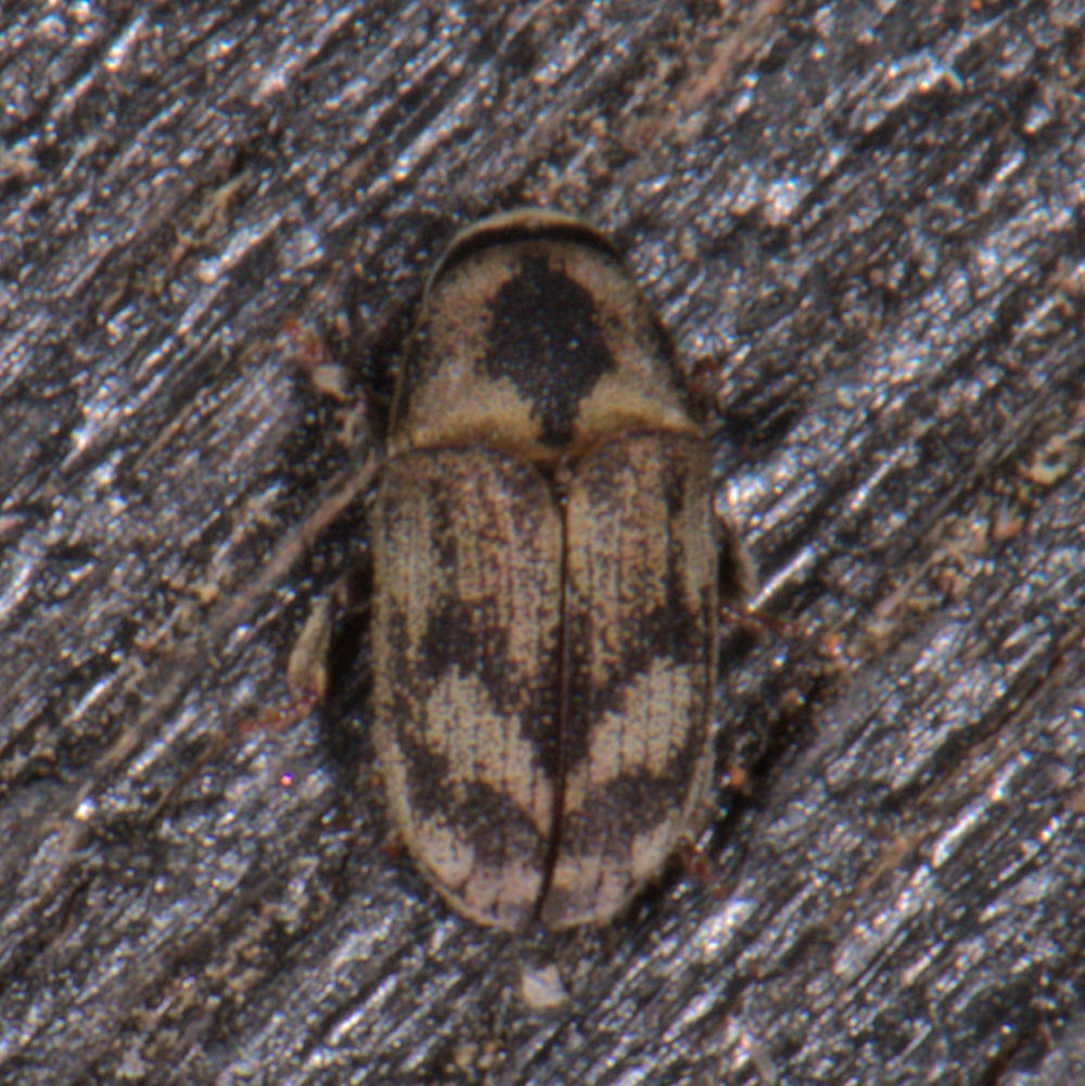 Hylesinus aculeatus