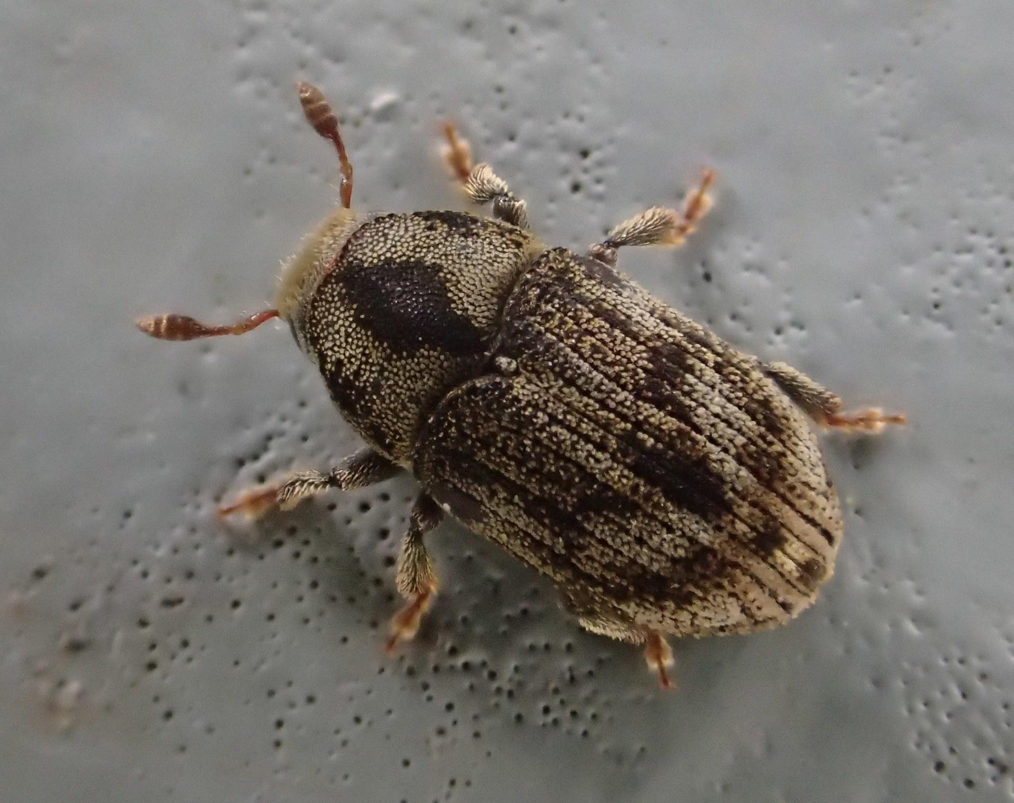 Hylesinus aculeatus