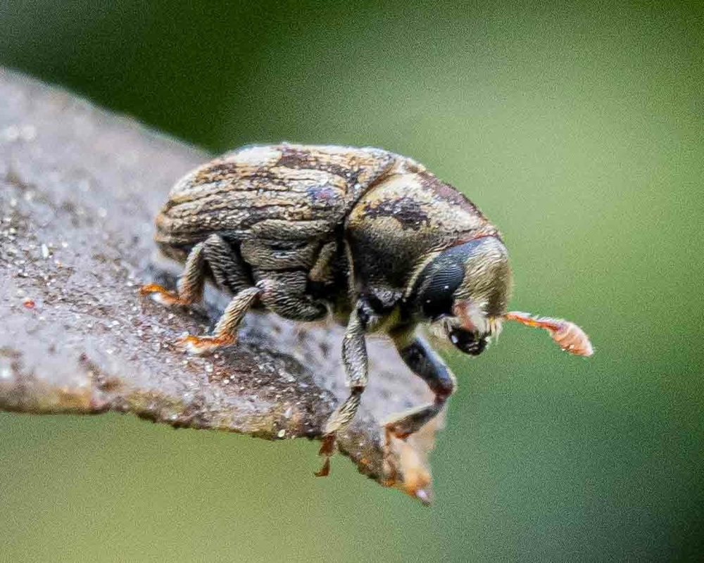 Hylesinus aculeatus