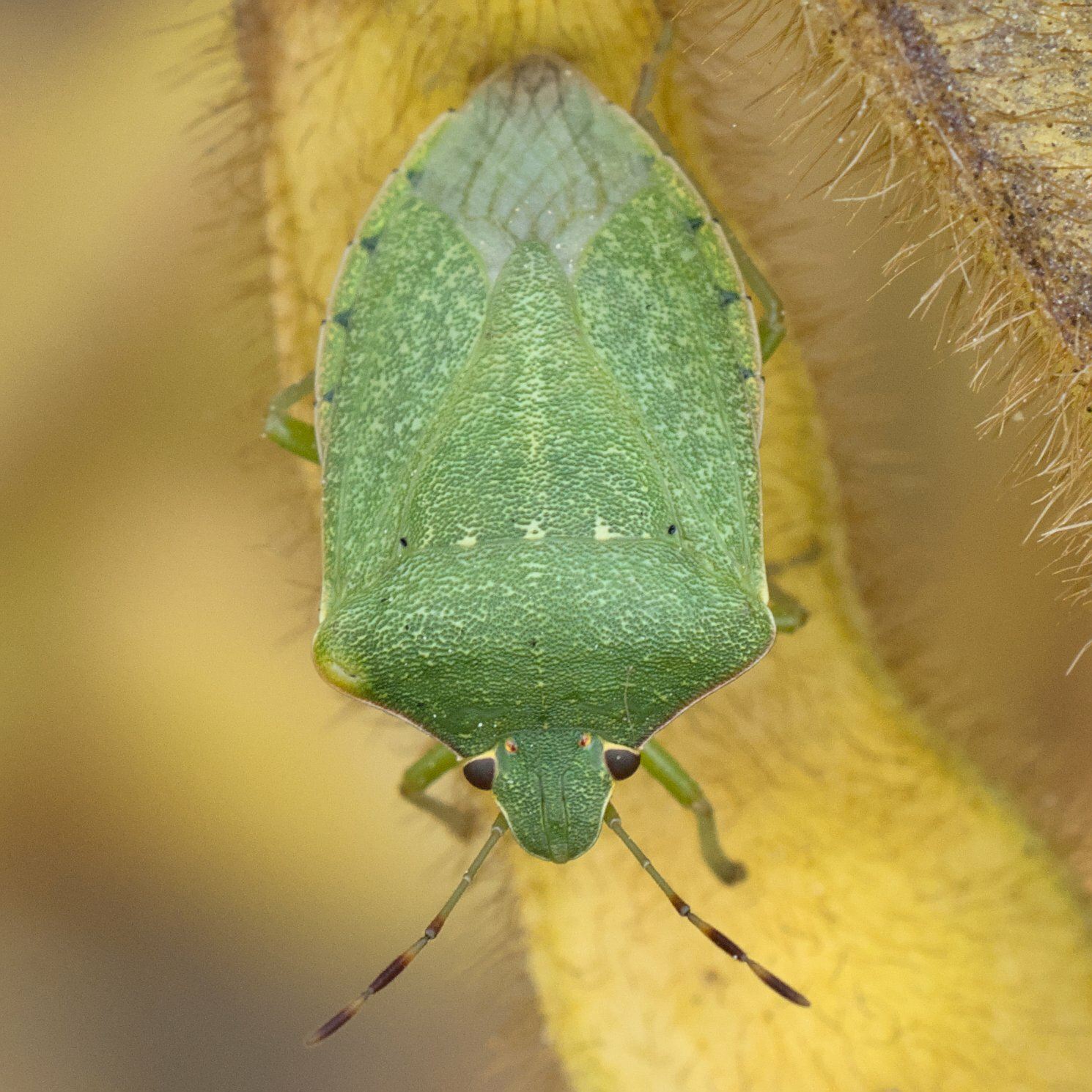 Nezara viridula
