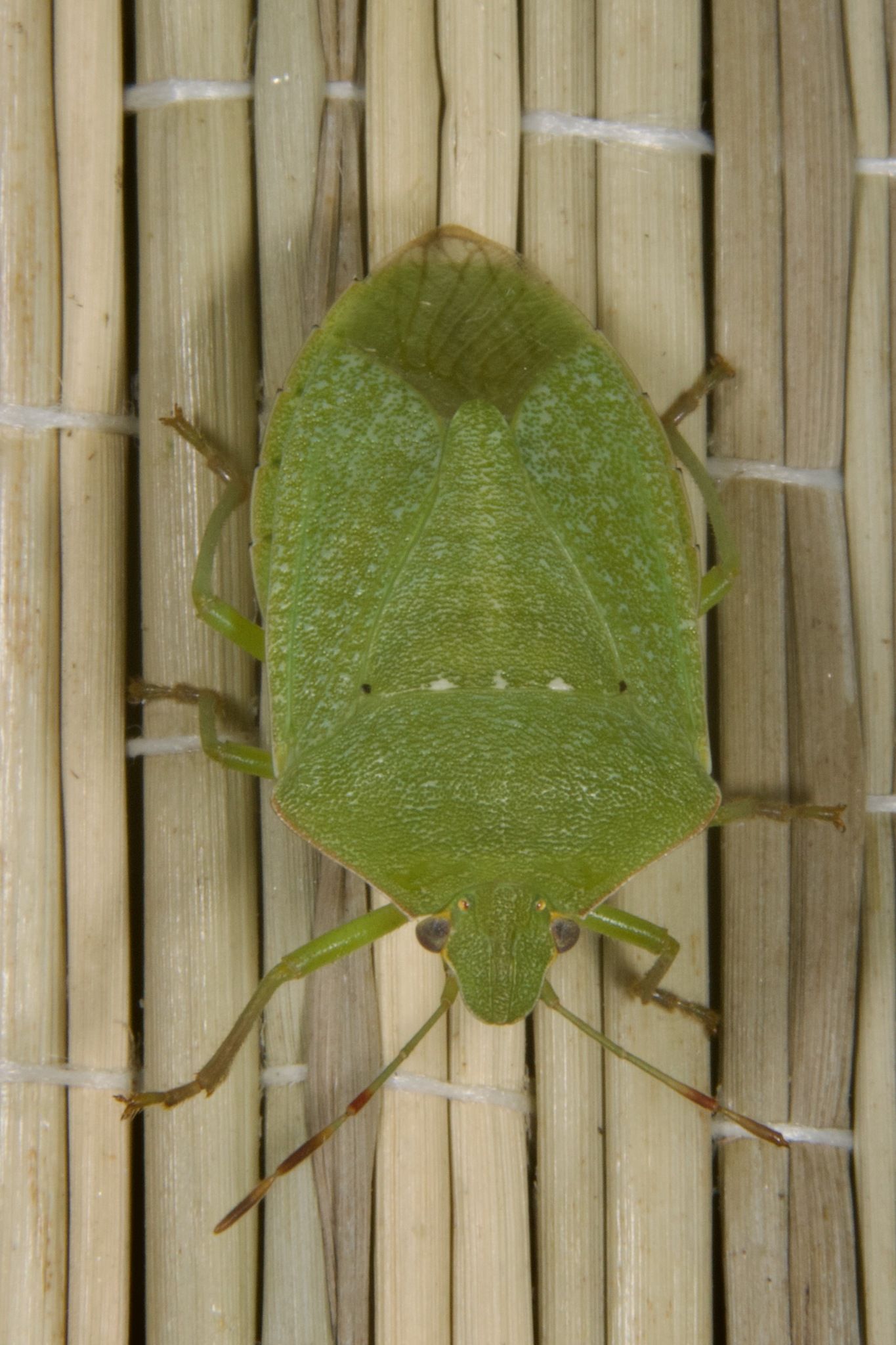 Nezara viridula