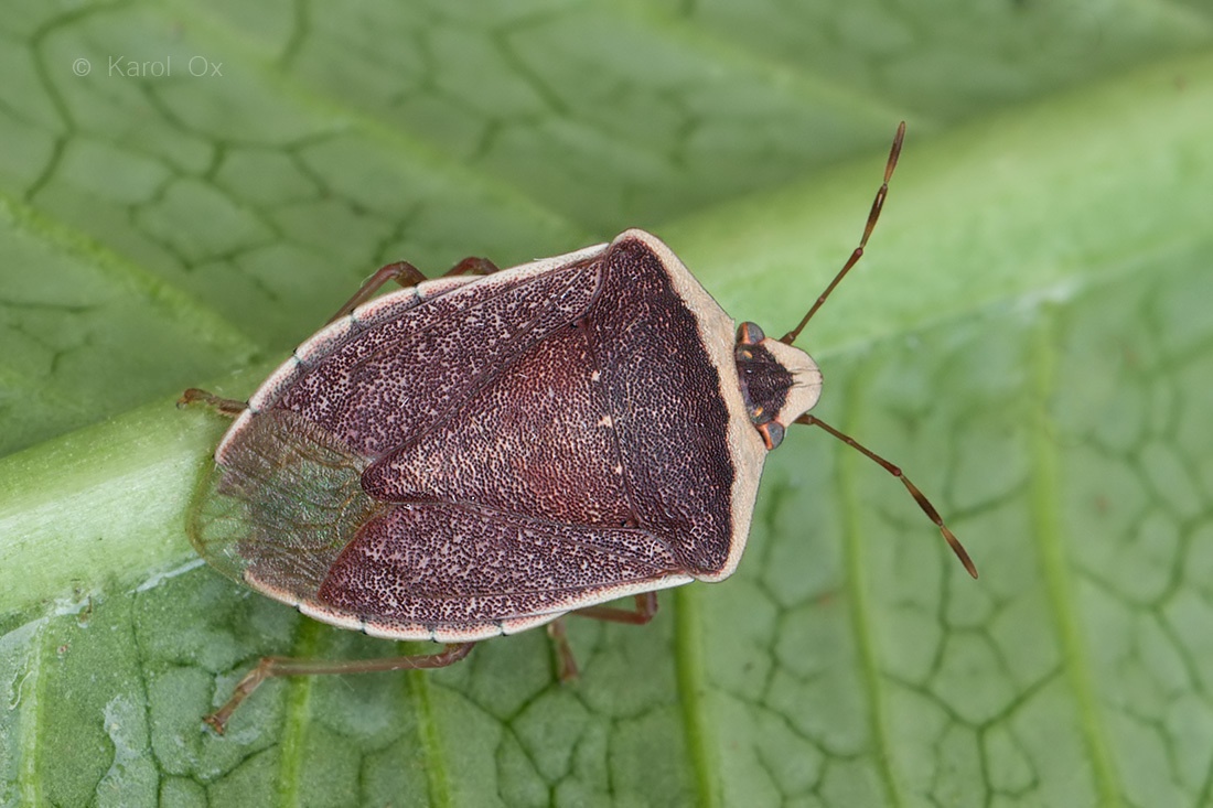 Nezara viridula