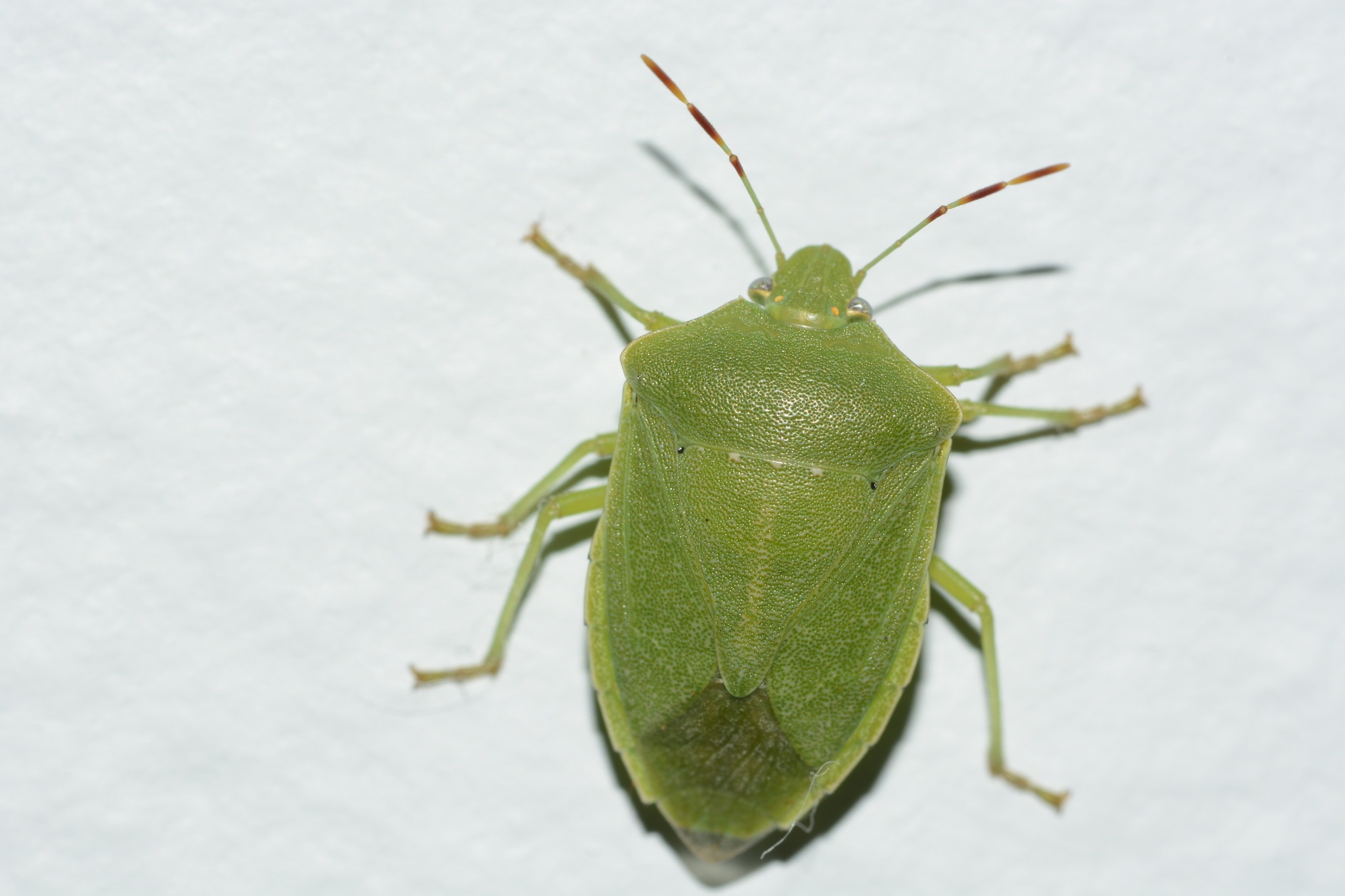 Nezara viridula
