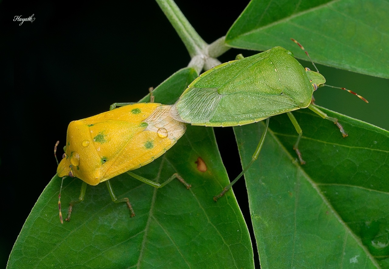 Nezara viridula
