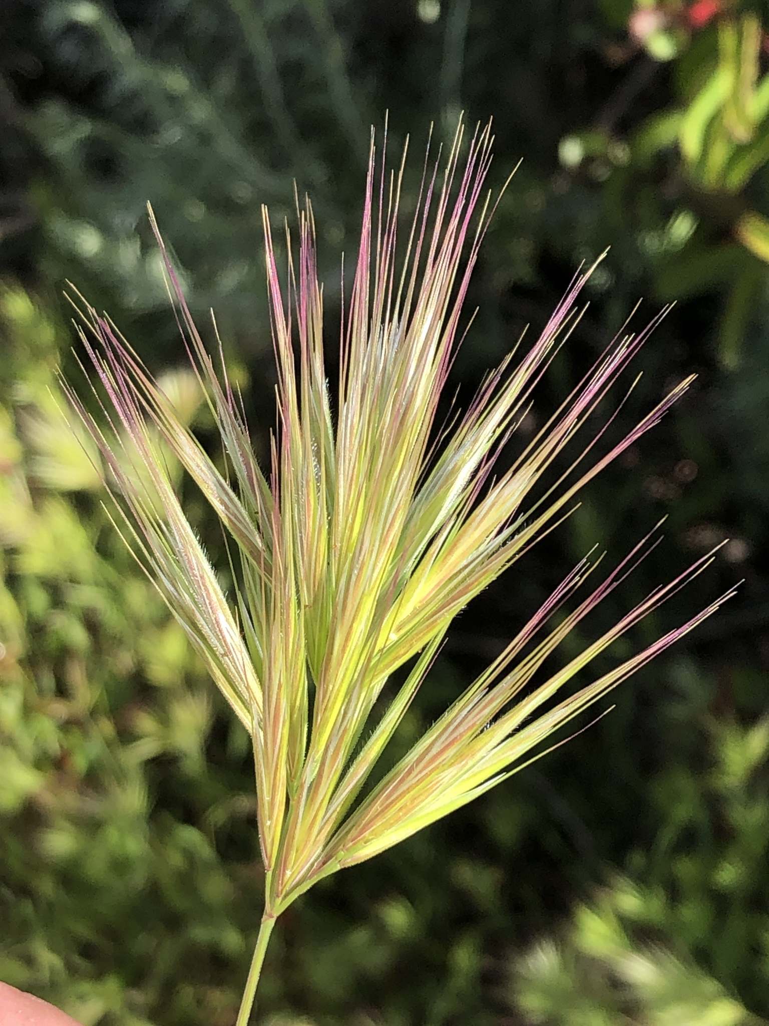 Bromus madritensis