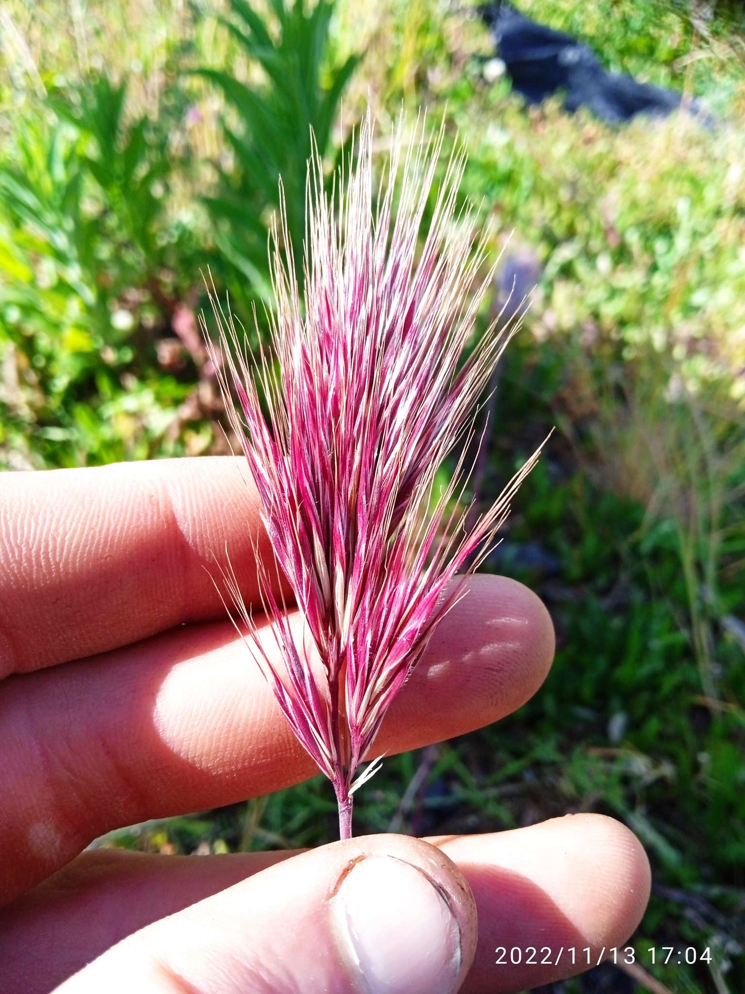 Bromus madritensis