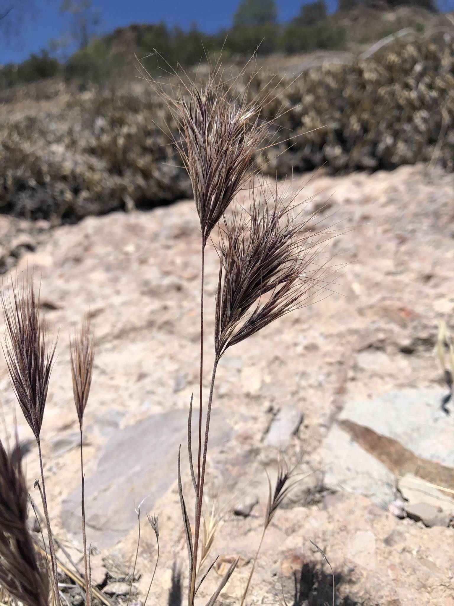 Bromus madritensis