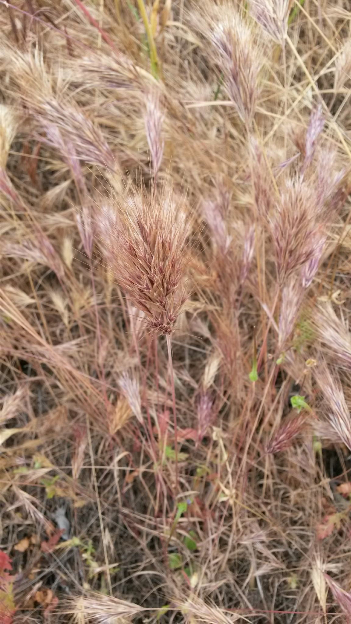 Bromus madritensis
