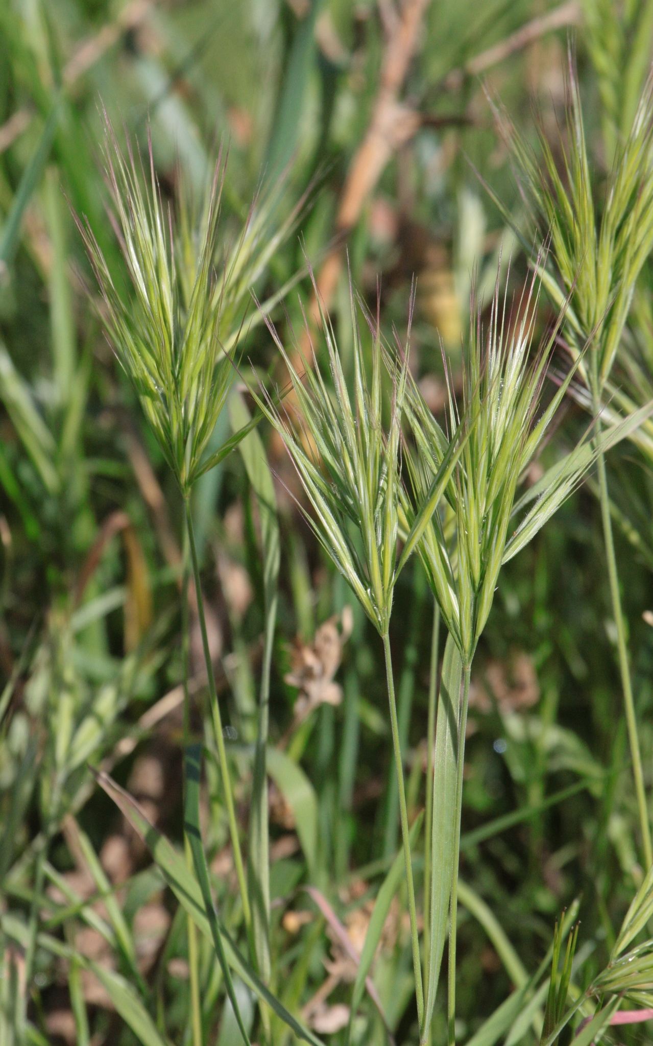 Bromus madritensis