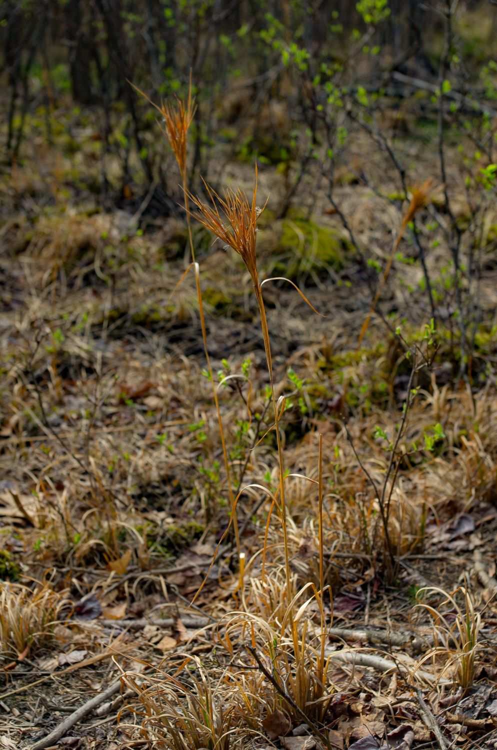 Anatherum glomeratum