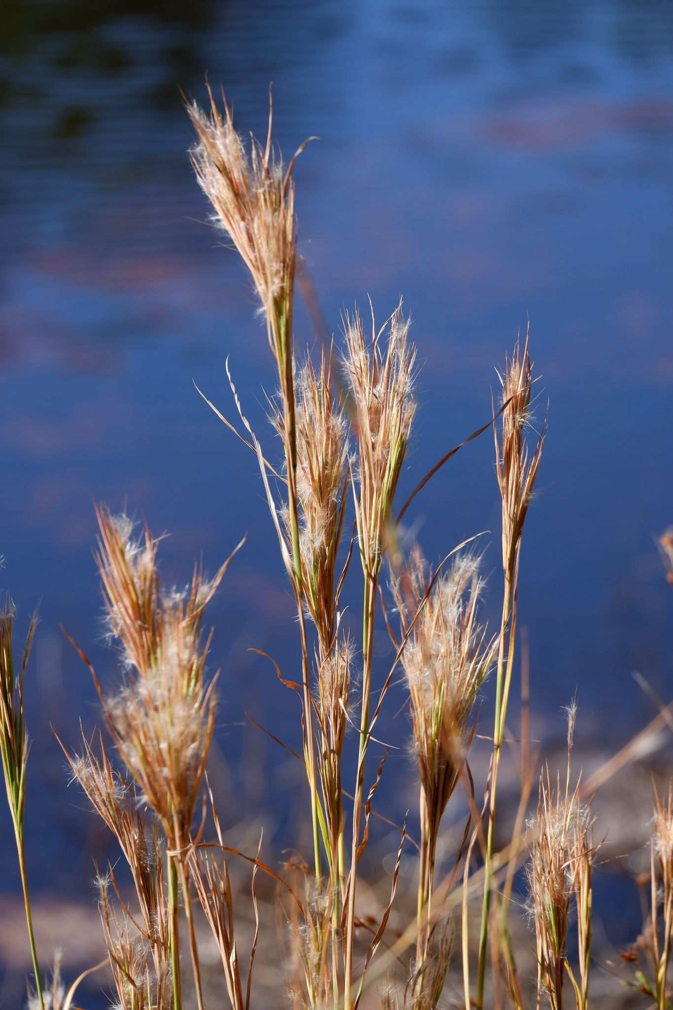 Anatherum glomeratum