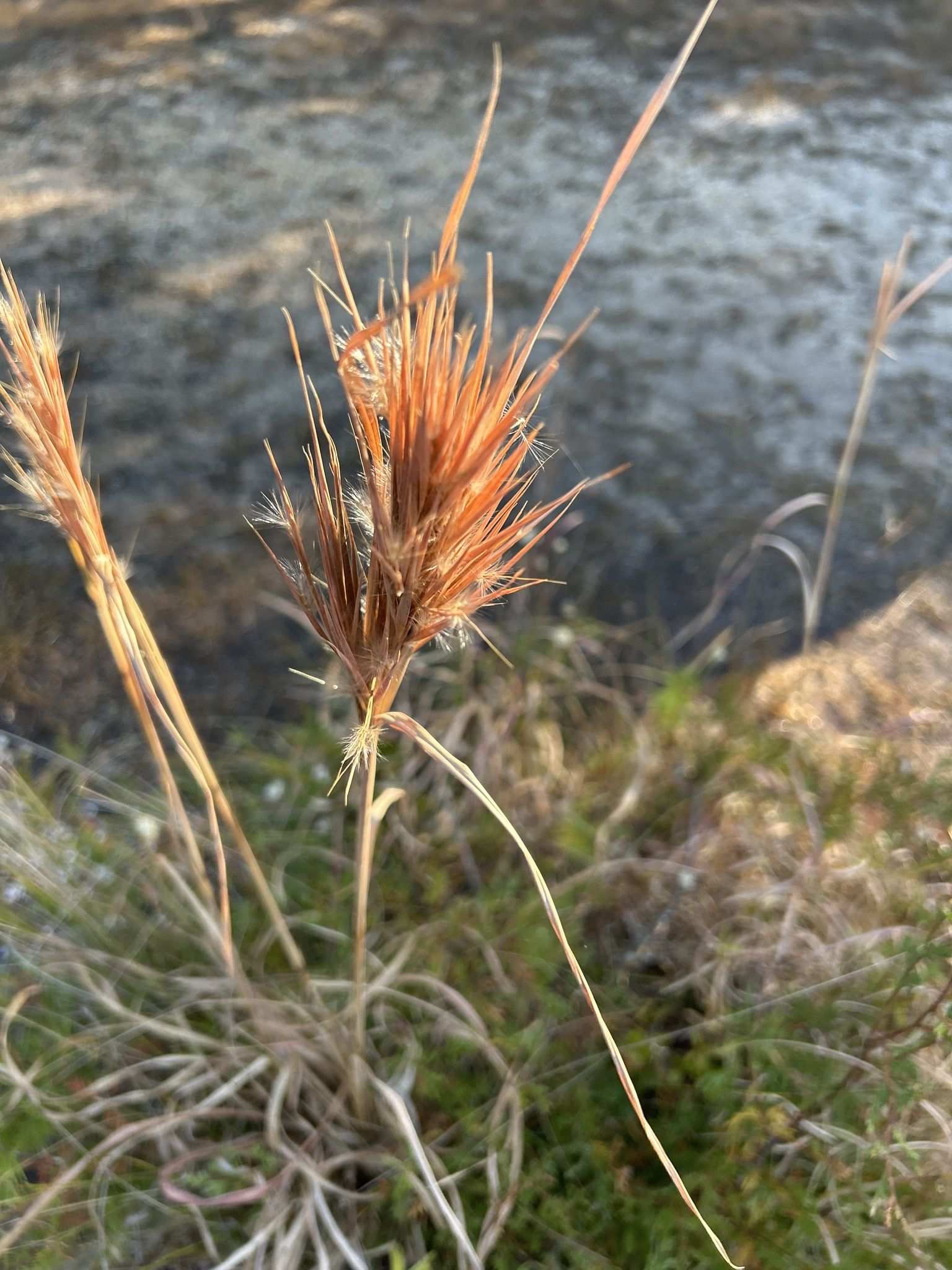 Anatherum glomeratum