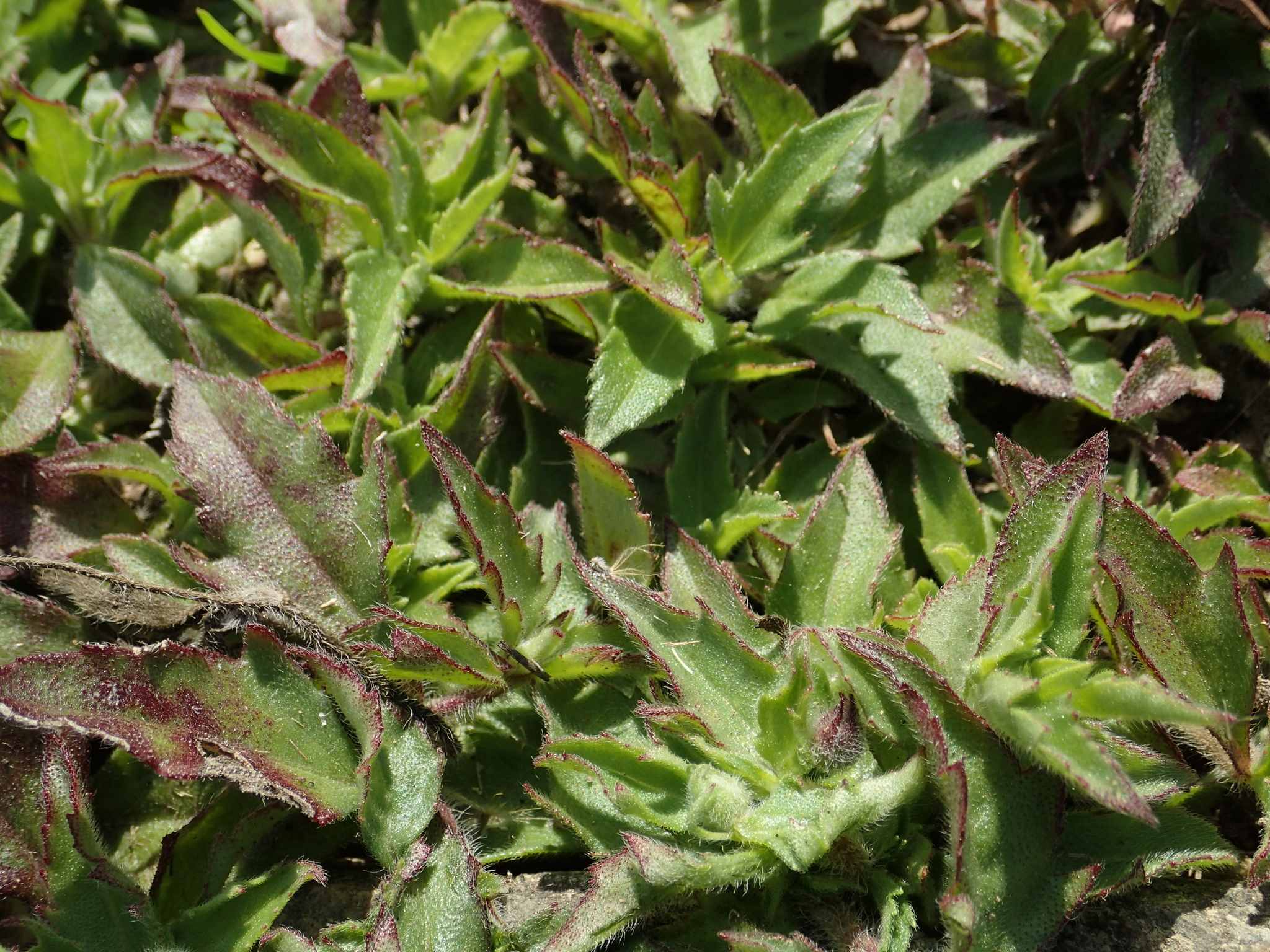 Tridax procumbens