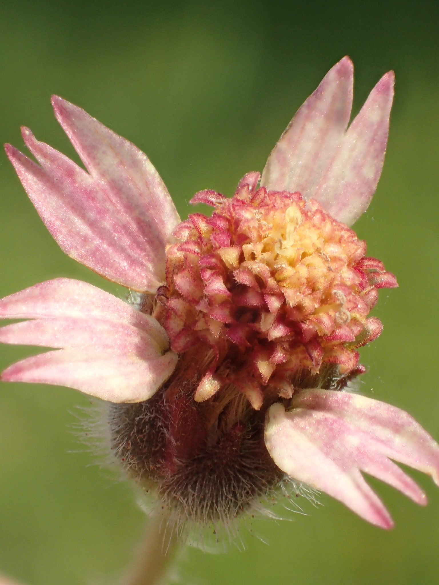 Tridax procumbens