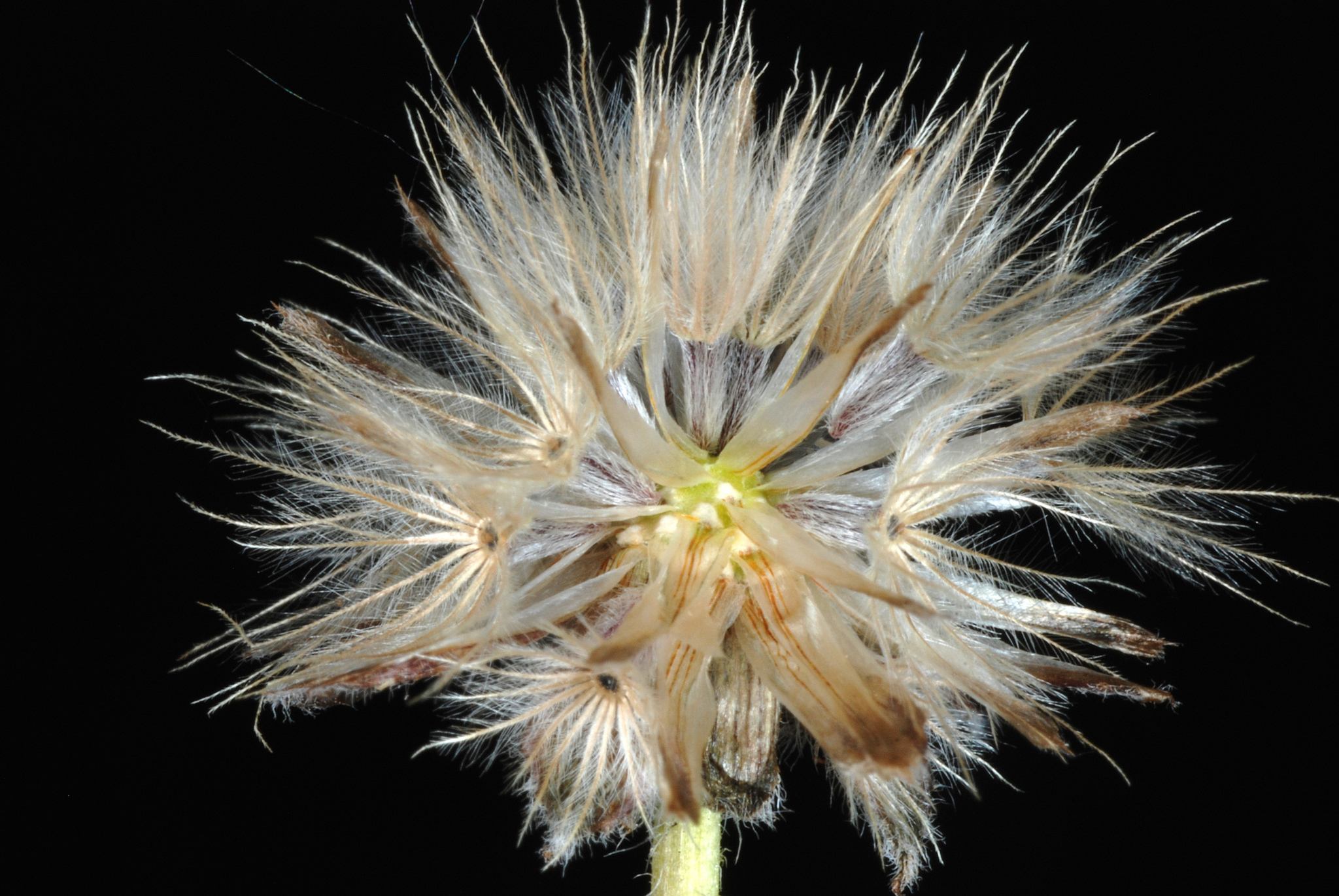 Tridax procumbens