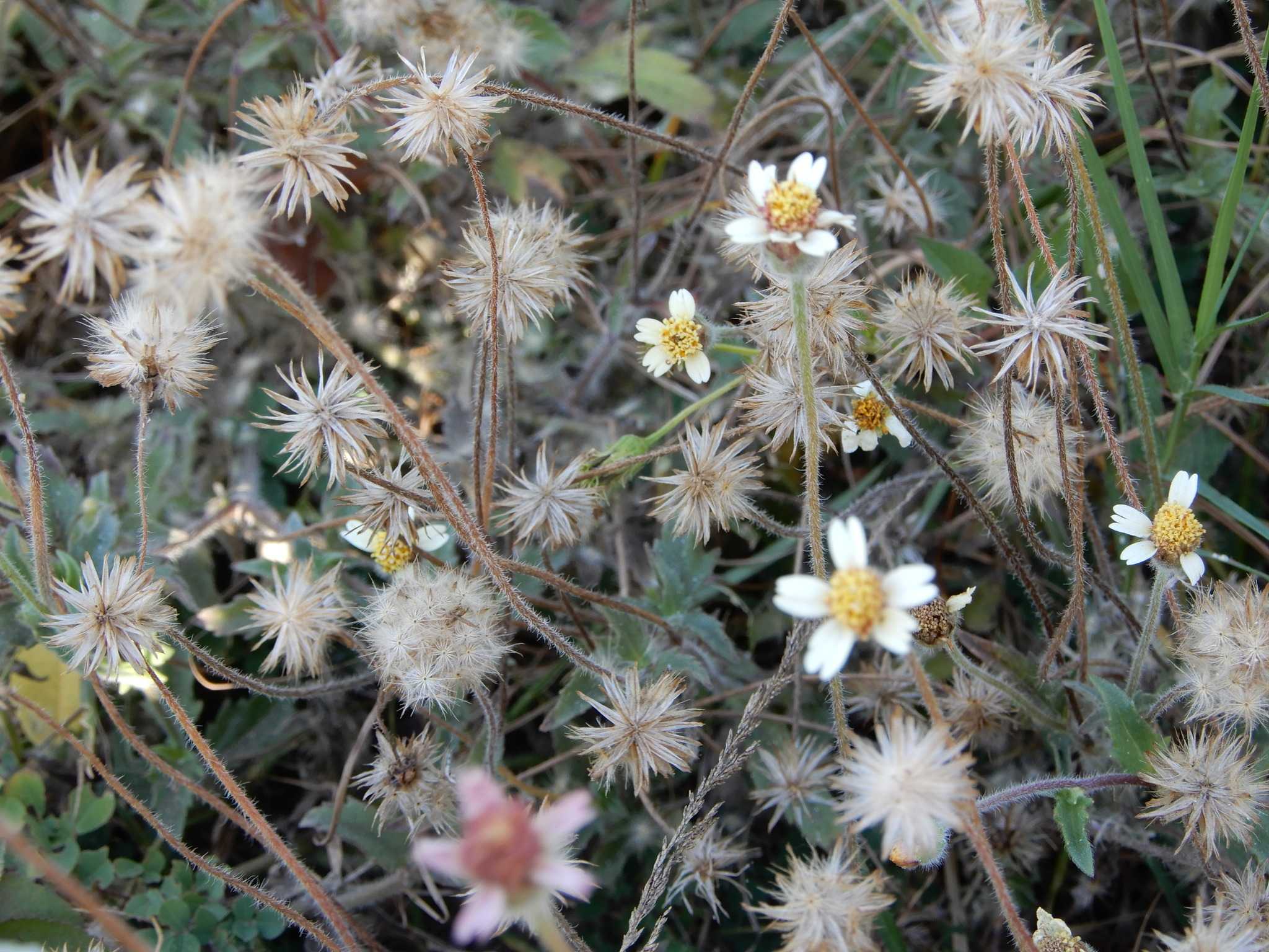 Tridax procumbens