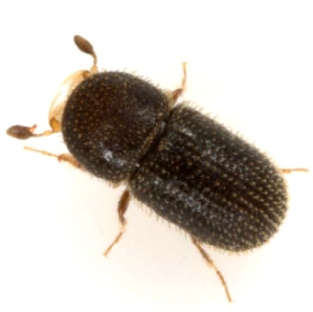 Pseudothysanoes