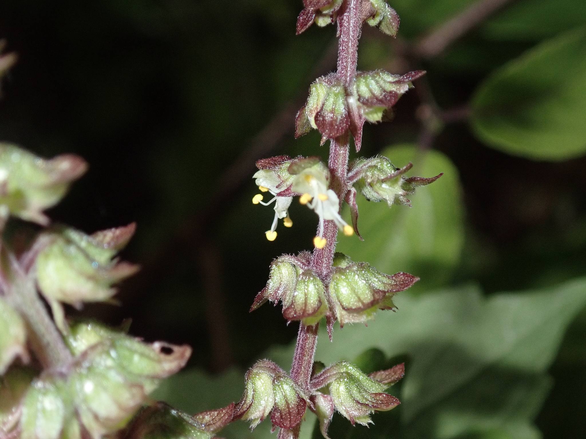 Ocimum gratissimum