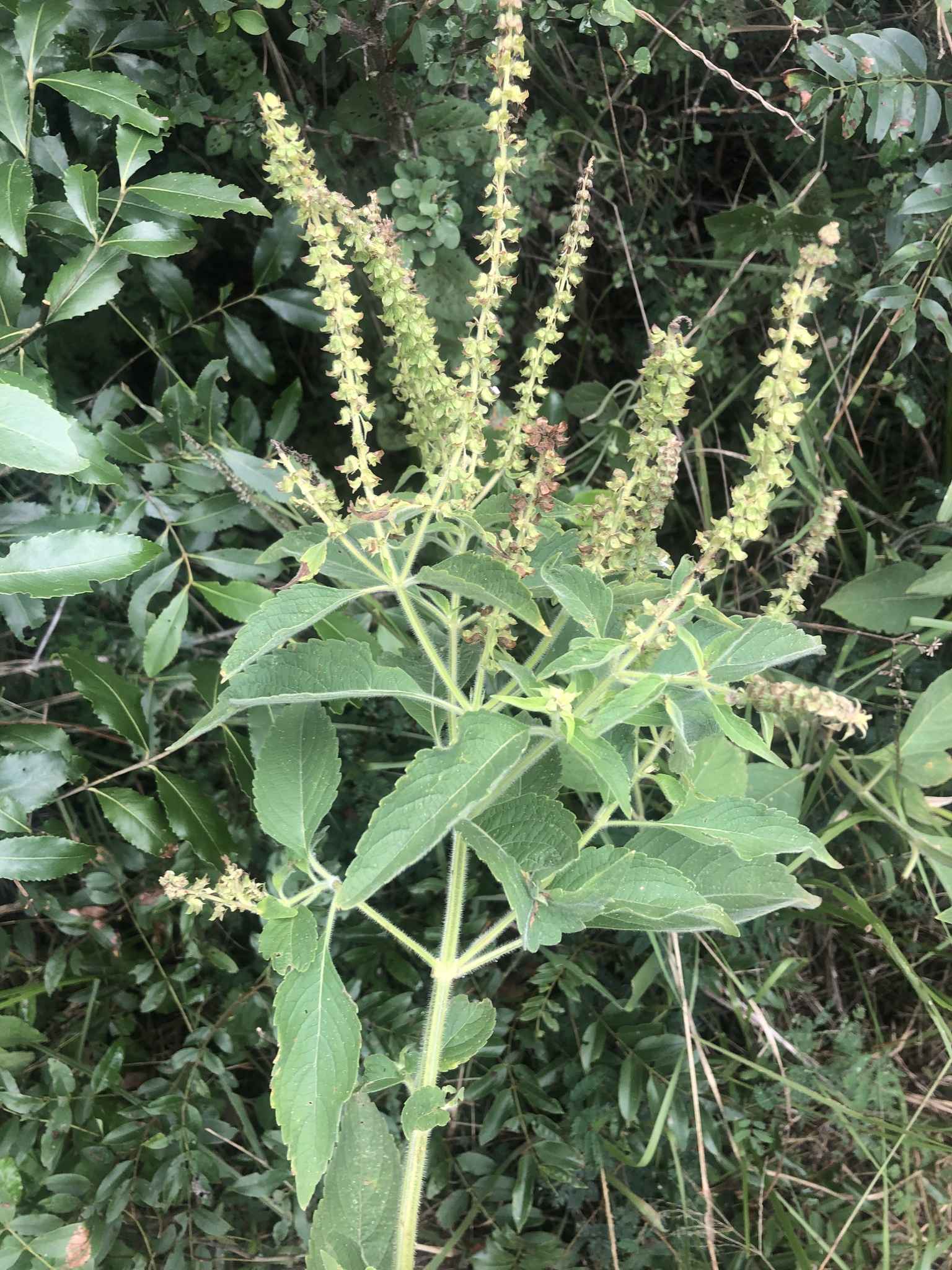 Ocimum gratissimum