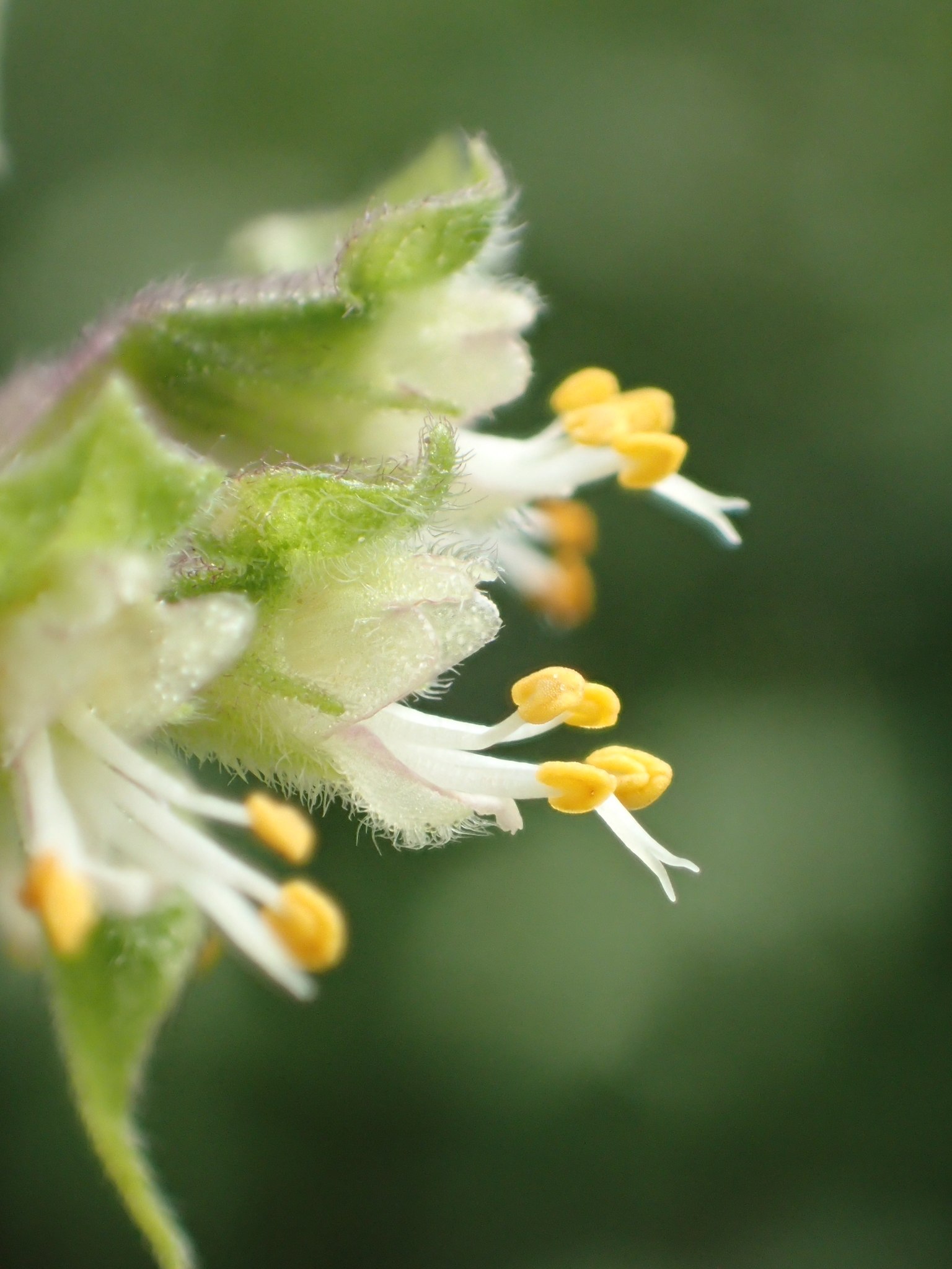 Ocimum gratissimum