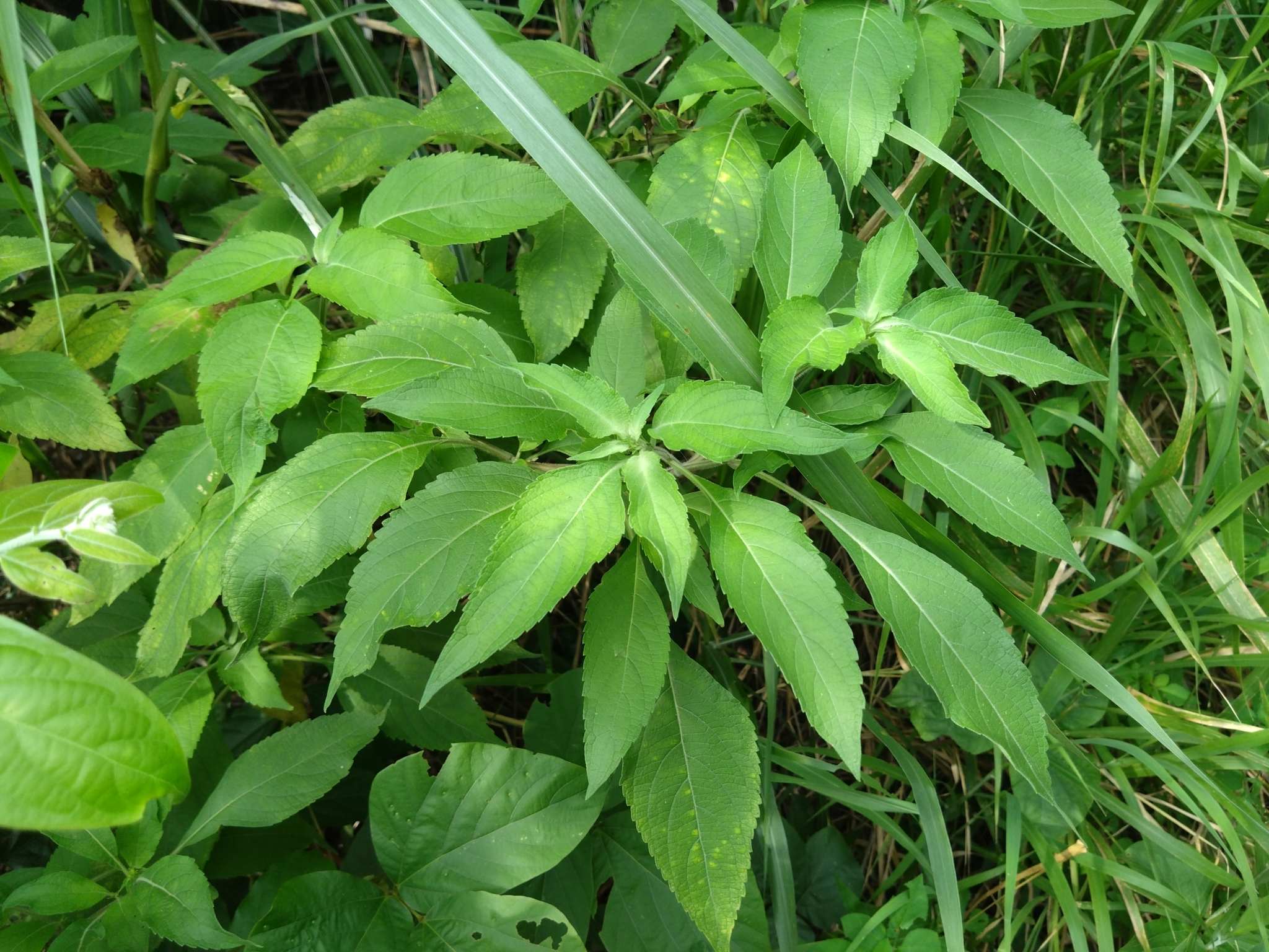 Ocimum gratissimum