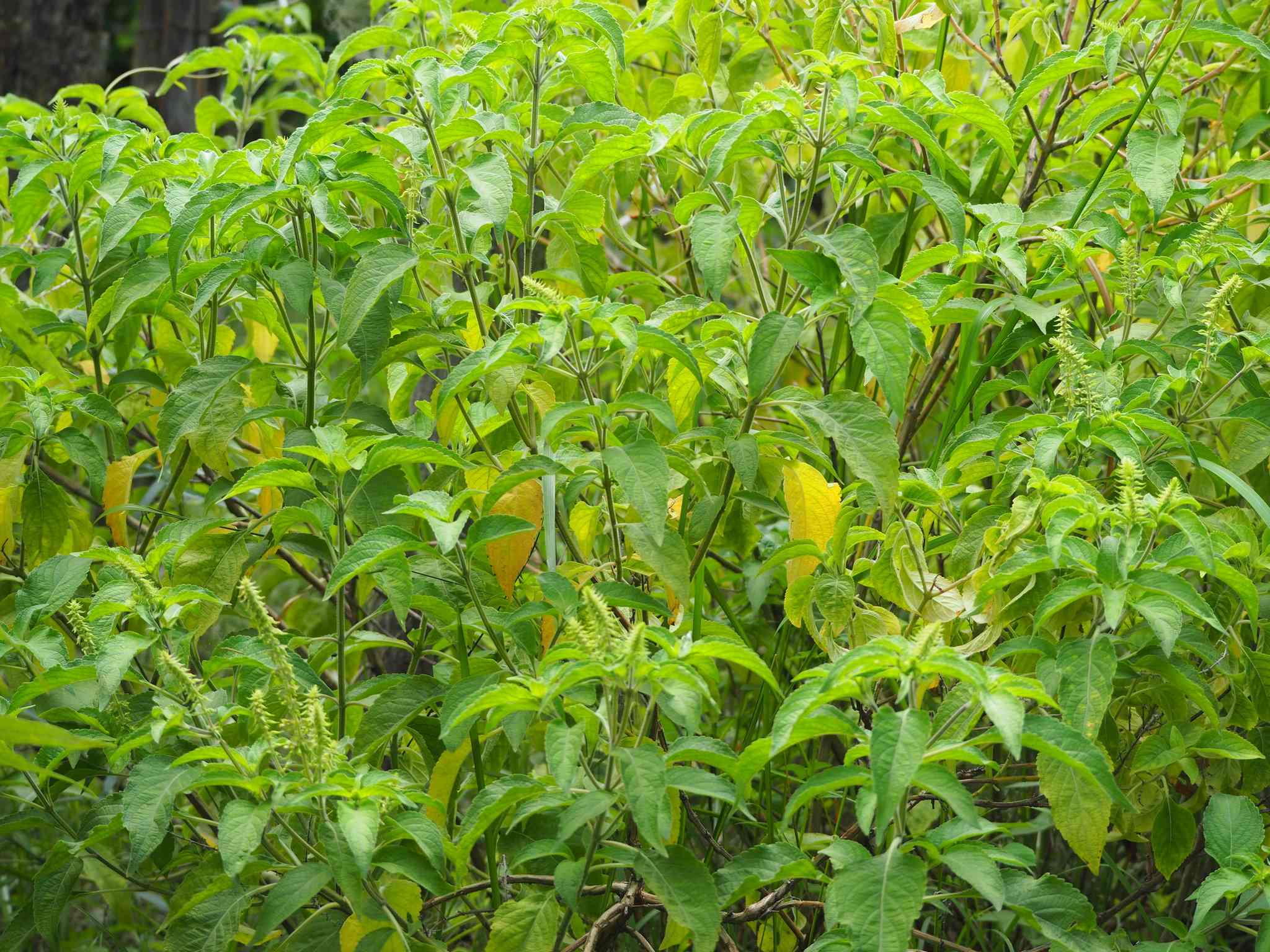 Ocimum gratissimum