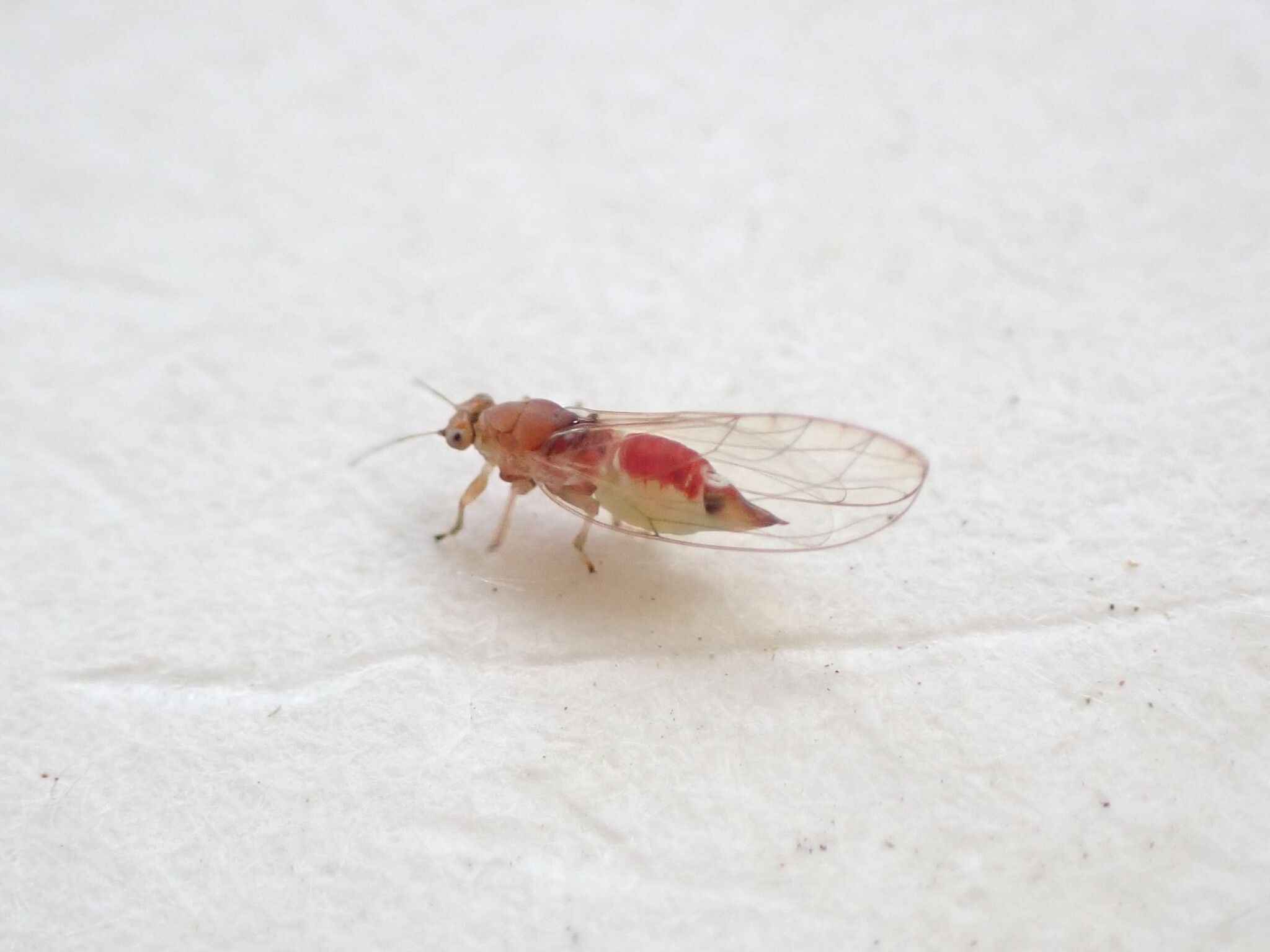 Powellia vitreoradiata