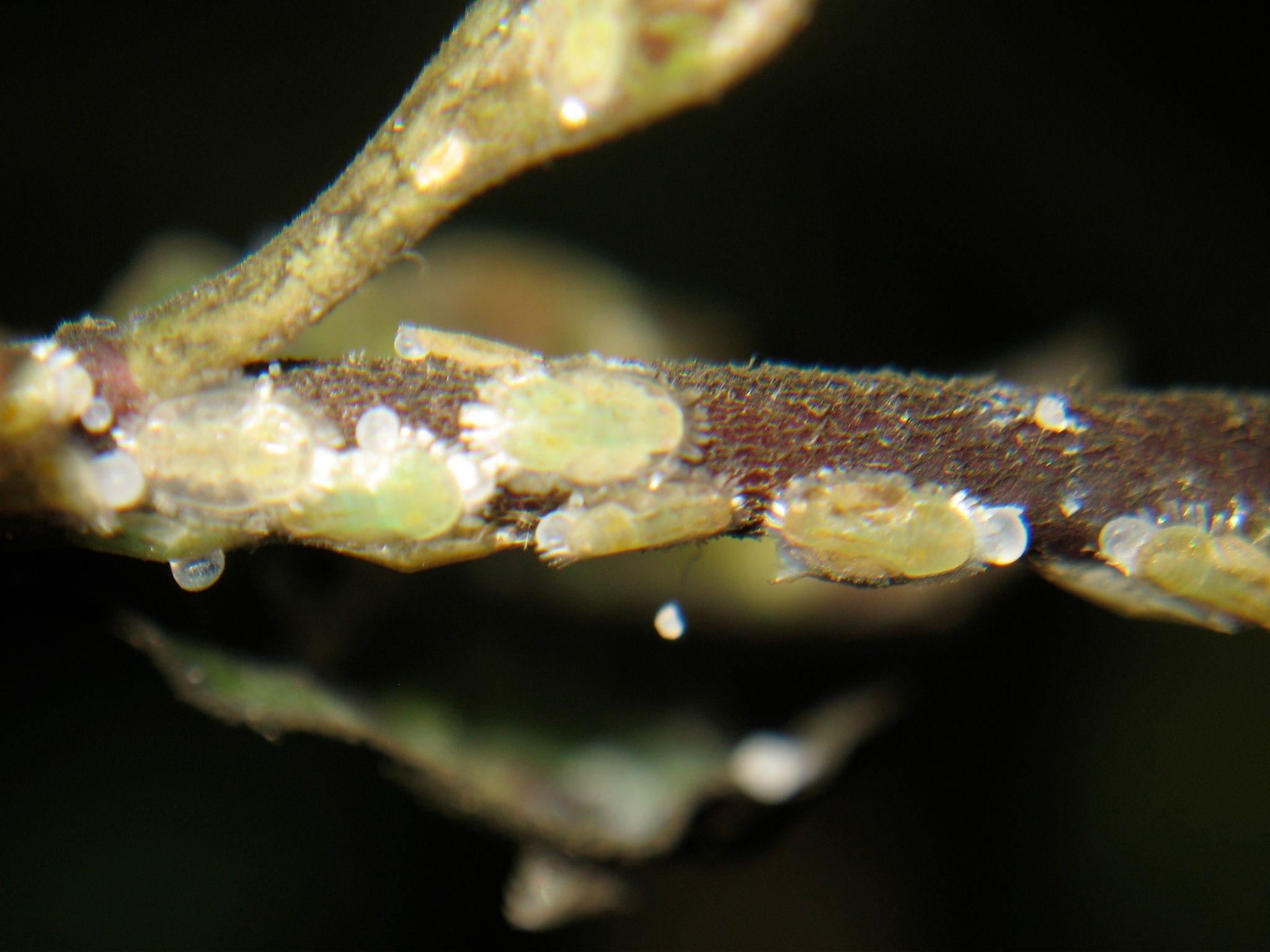 Powellia vitreoradiata