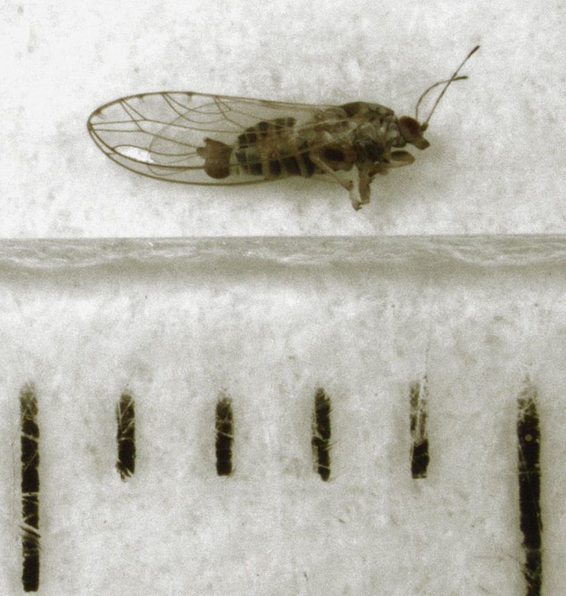 Powellia vitreoradiata