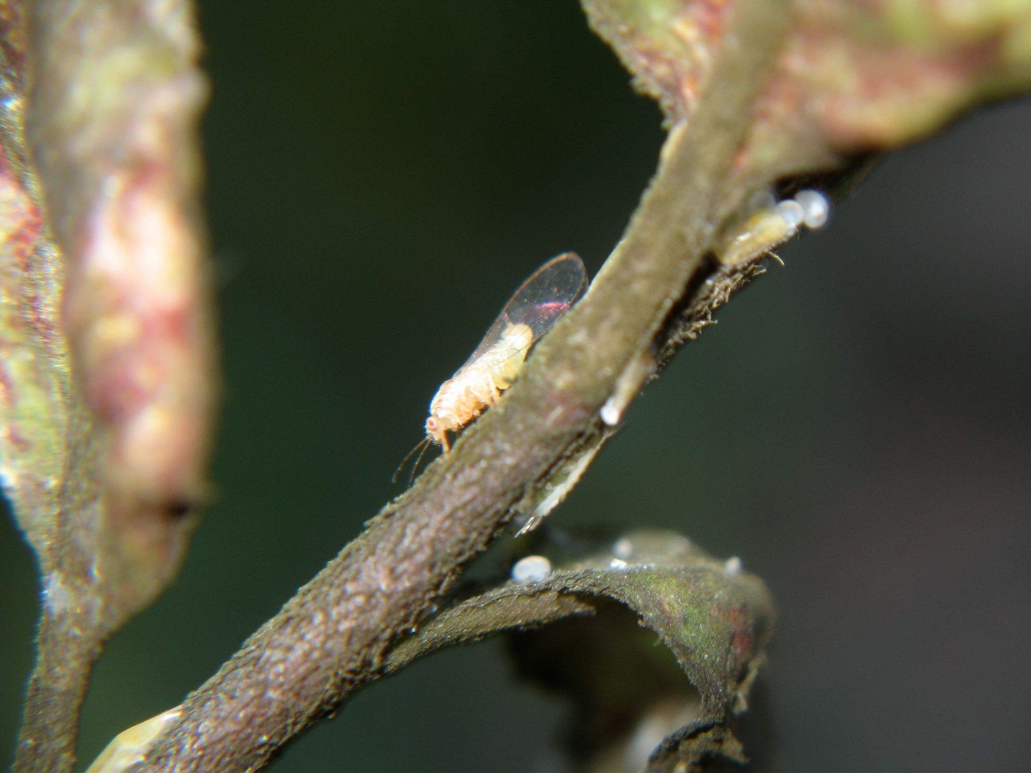 Powellia vitreoradiata