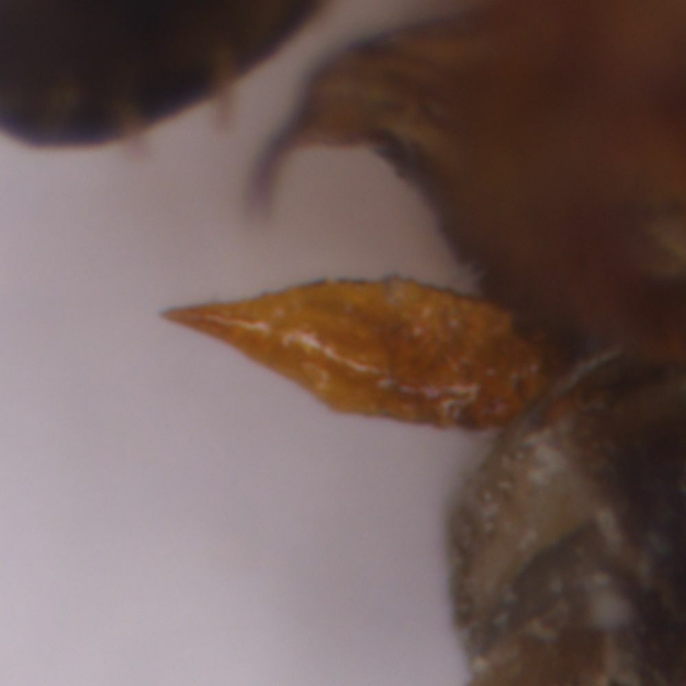 Anaceratagallia venosa