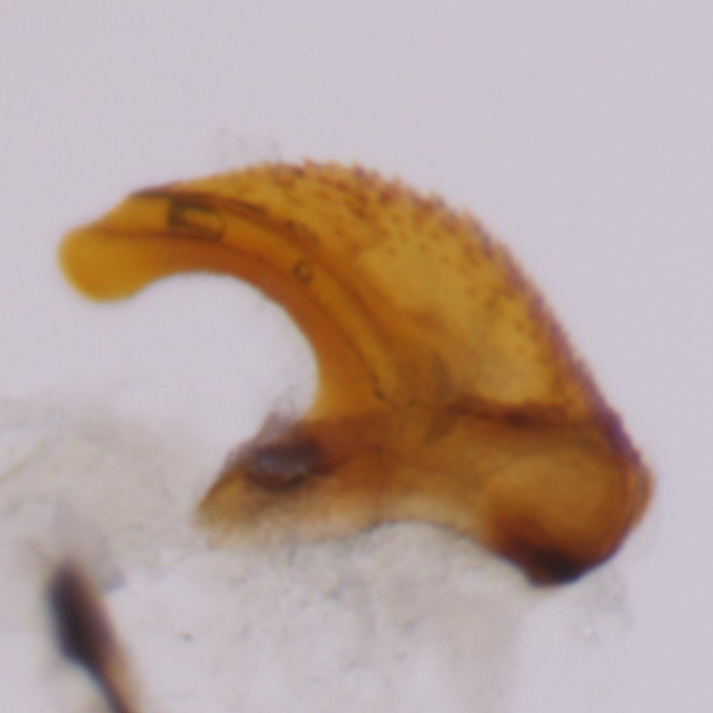 Anaceratagallia venosa